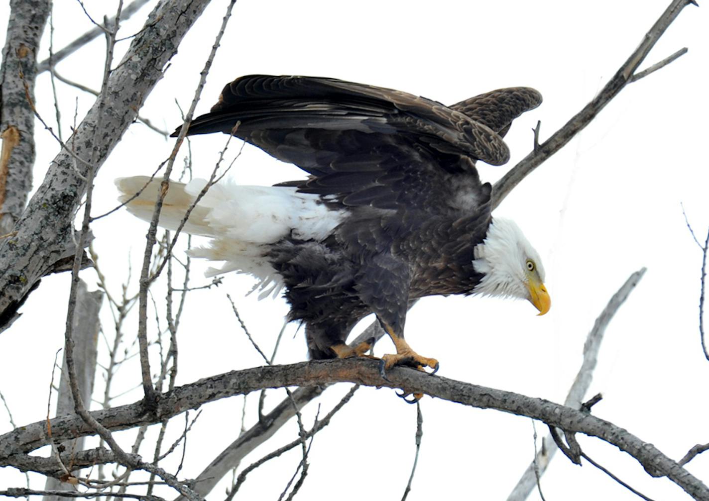 Photo by Jim Williams: 2. Adult eagles are experts in survival skills.