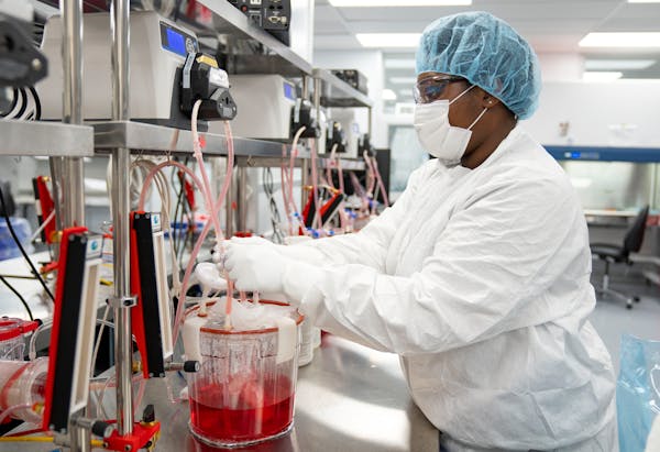 Malini Jarvis, a kidney research and development technician, tended to a pig kidney recently in the lab at Miromatrix Medical in Eden Prairie. The kid
