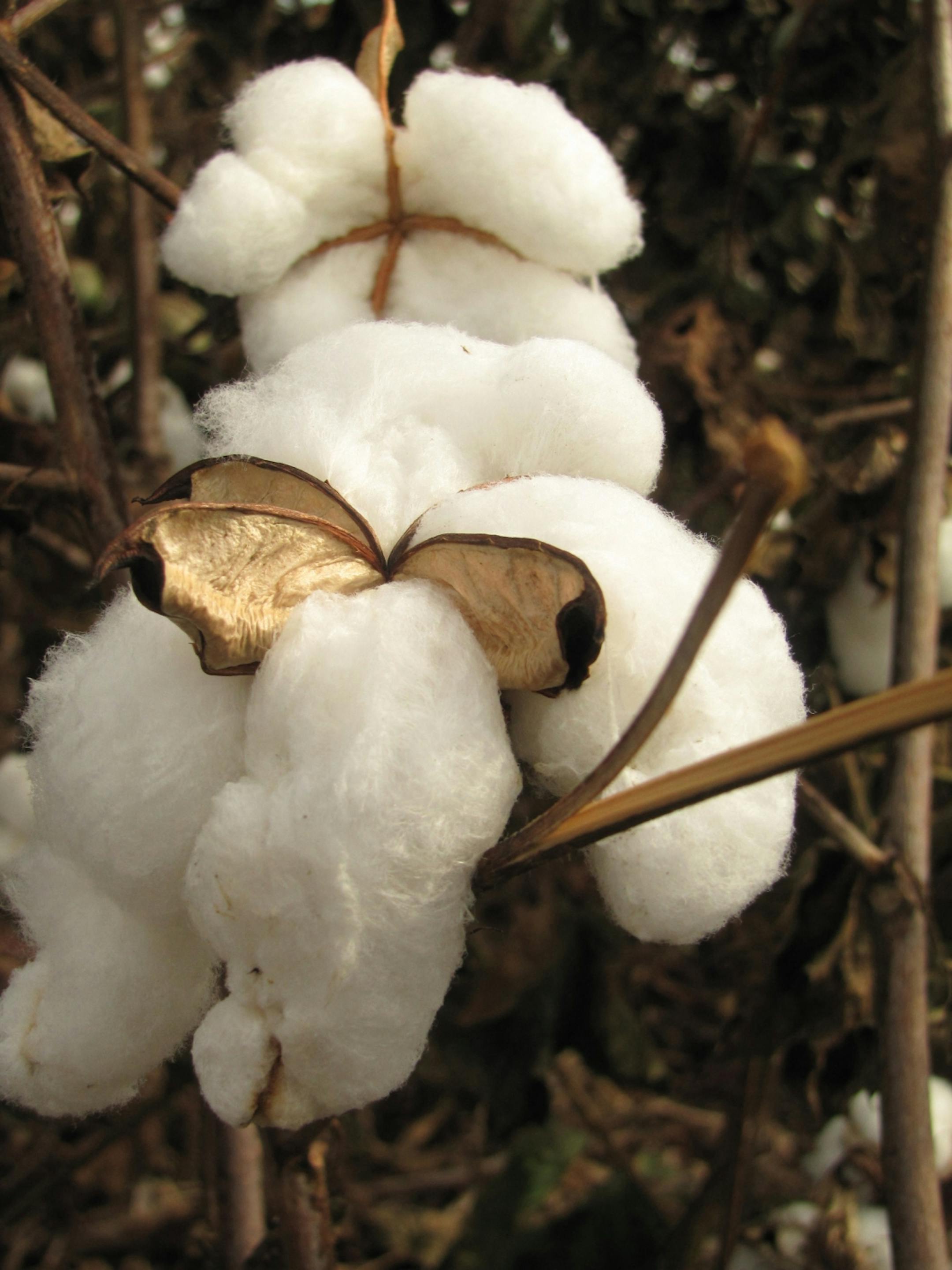 In various sections of farmland adjacent to the Natchez Trace, the same crops are being grown as those farmers tilled back in the 19th century. One of those crops is cotton.