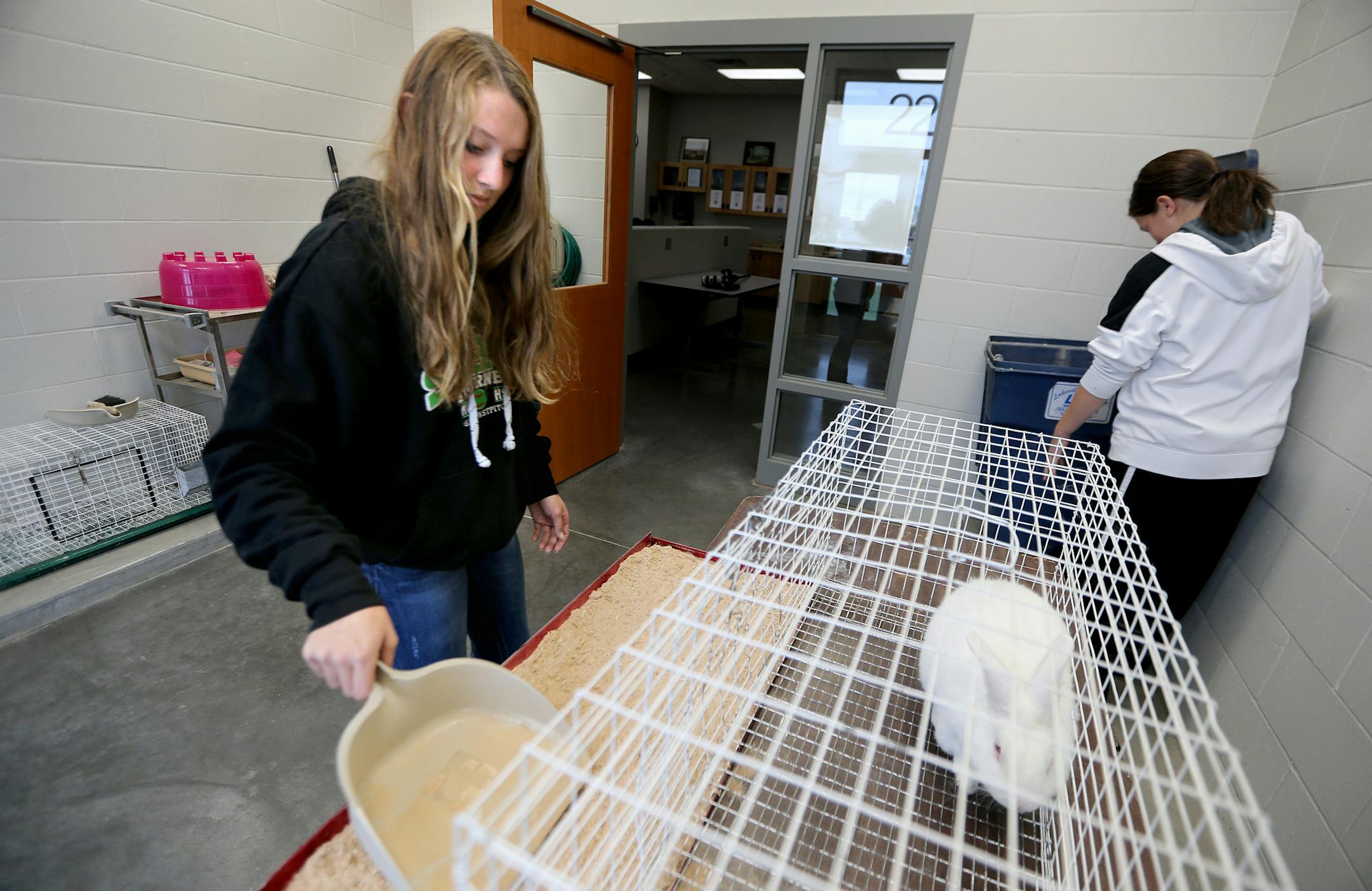 Farmington High School student Ashely Ibinger, left, and Halea Wright, cleaned a rabbit cage during a class lecture, Tuesday, October 22, 2013 in Famington, MN. (ELIZABETH FLORES/STAR TRIBUNE) ELIZABETH FLORES • eflores@startribune.com