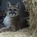 Two recently orphaned puma (also known as mountain lion and cougar) cubs from different locations in Northern California are now playing, bonding, and