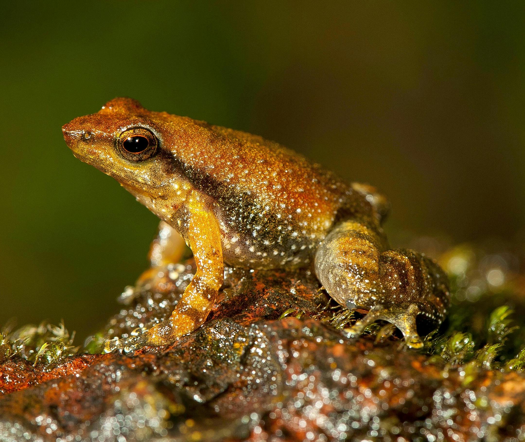 This undated photograph shows one of the 14 new species of so-called dancing frogs discovered by a team headed by University of Delhi professor Sathyabhama Das Biju in the jungle mountains of southern India. The study listing the new species brings the number of known Indian dancing frogs to 24 and attempts the first near-complete taxonomic sampling of the single-genus family found exclusively in southern India's lush mountain range called the Western Ghats, which stretches 1,600 kilometers (990