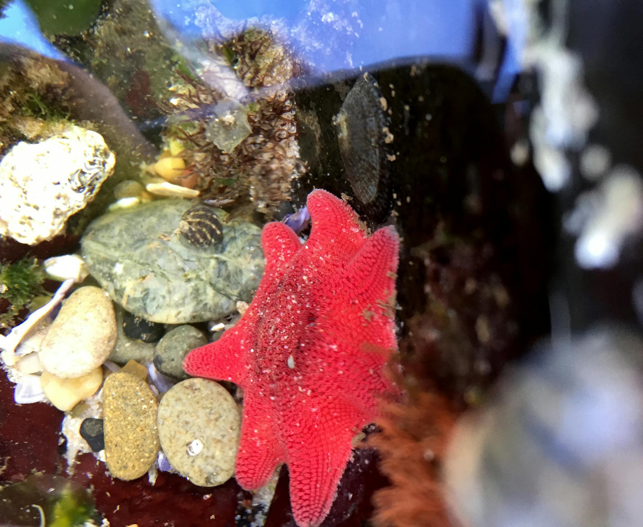 Sydney Bockelman, Winona, MN
• The photo is taken in Ballina, New South Wales, Australia during the semester I spent abroad in Australia. I took the photo while visiting some tidal pools for a biology class I was taking and found some really neat sea life in the small pools. This picture in particular shows a pink starfish that really stood out to me.
• I used an iPhone 6 I believe to take the pictures.
• I took the photo squatting close to the ground/surface of the water. I