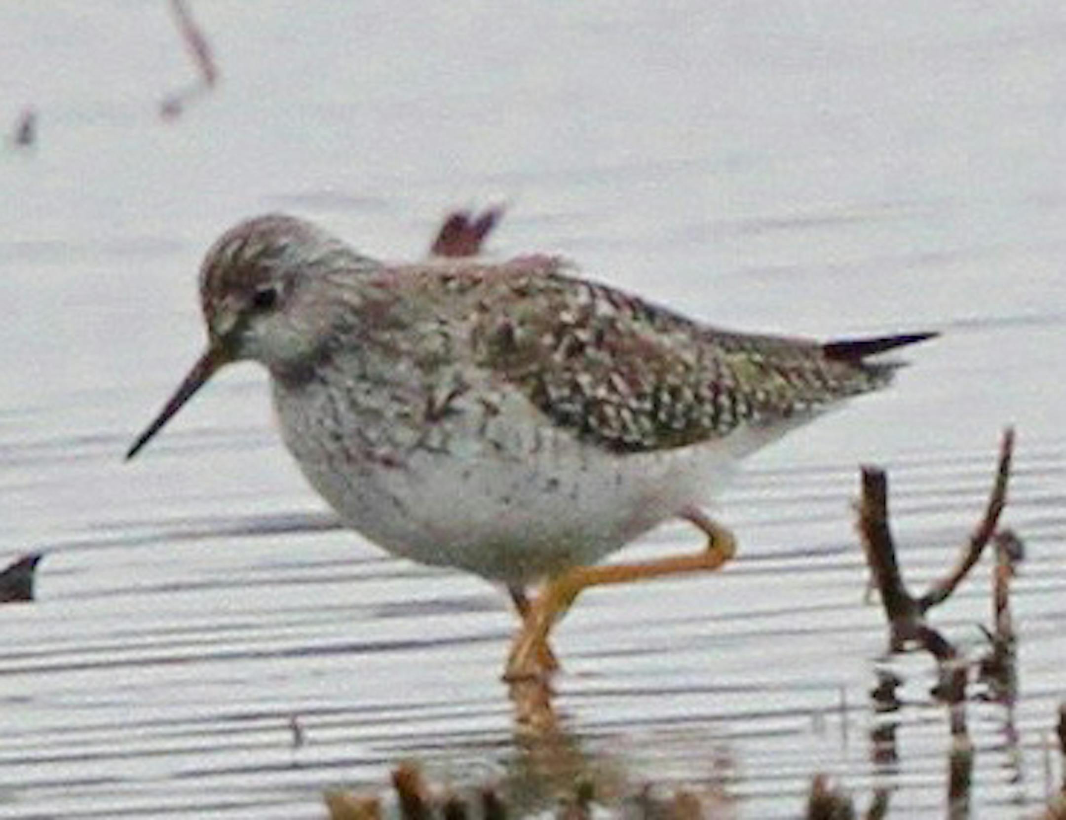 Shorebirds arrive next, such as this lesser yellowlegs. credit: Donald Severson, special to the Star Tribune