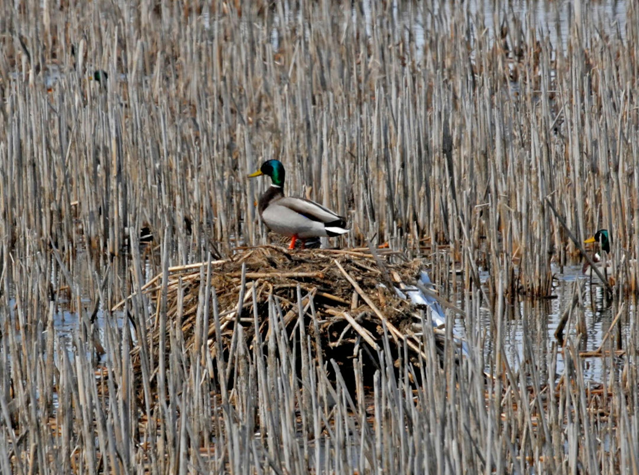 Wetland and grassland preservation will continue to be a key conservation issue in 2014. ORG XMIT: MIN1306202253229154 ORG XMIT: MIN1312311642040031