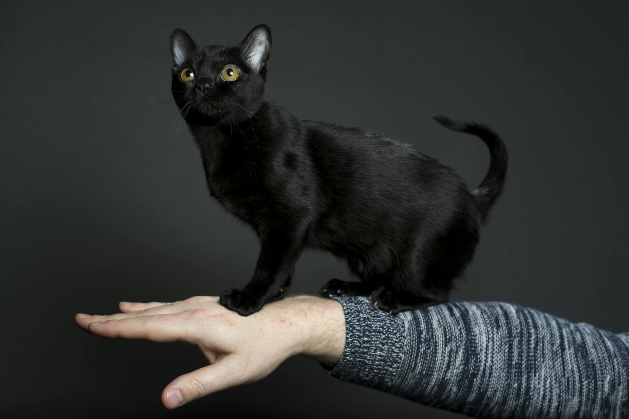 Brian Tripp's arm lends scale to Atomic Kitten, Tripp's youngest competing cat, a Bombay.