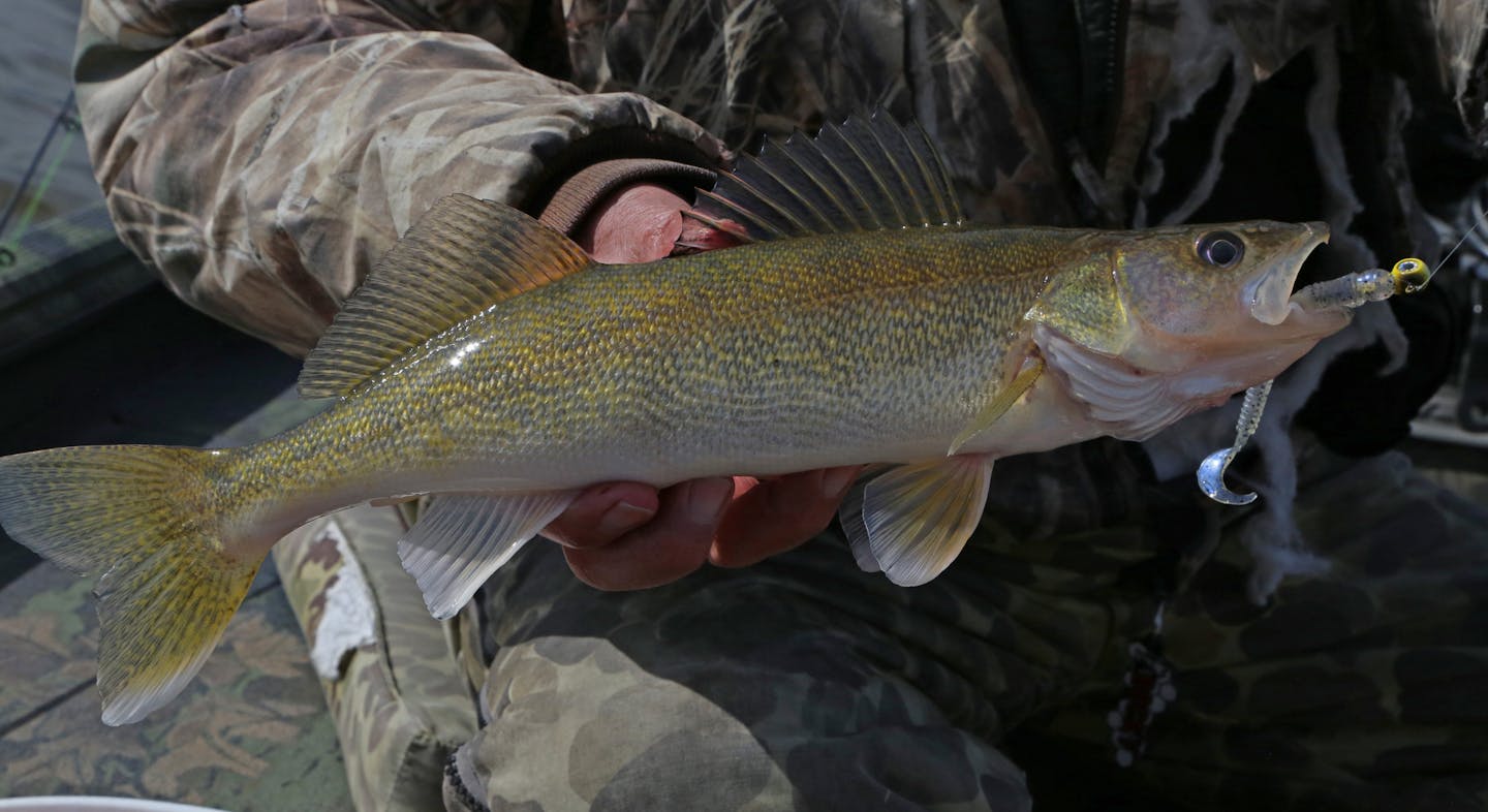 Plump and richly colored, walleyes in Pool 2 of the Mississippi River appear healthy. On a chilly spring day last week &#xf3; more like a late winter day &#xf3; this speciman was caught and released. In fact, Pool 2 is catch-and-release only for walleyes.