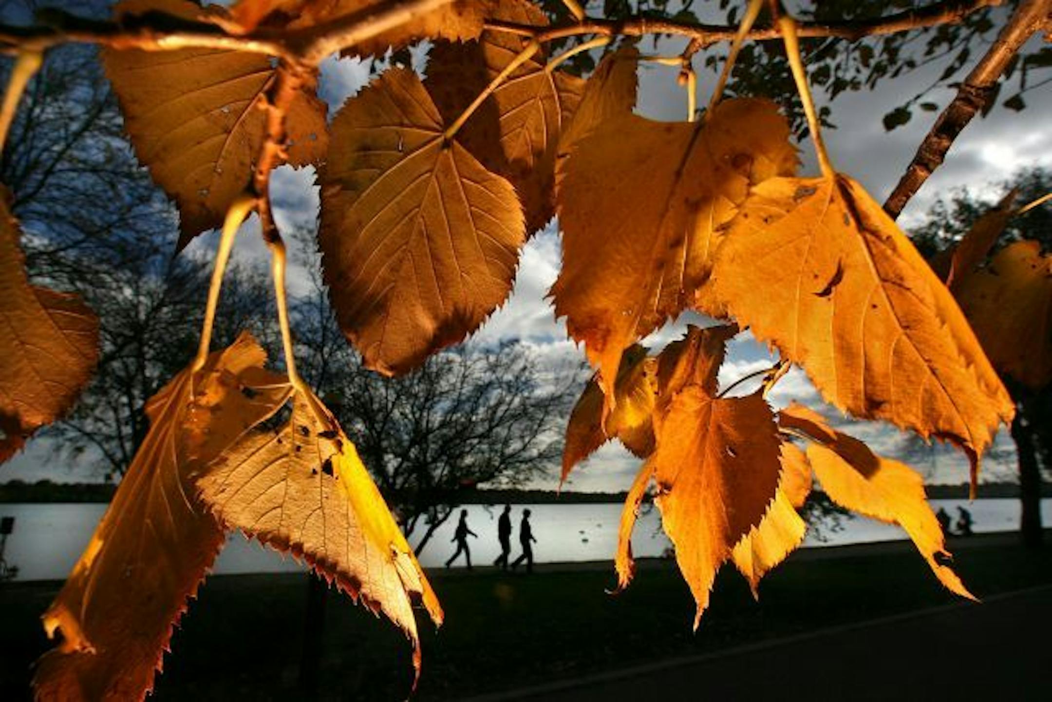 New research from Michigan State University shows that chopped leaves left on the lawn not only add organic matter and nutrients, but they also may have compounds that suppress dandelion seed germination.