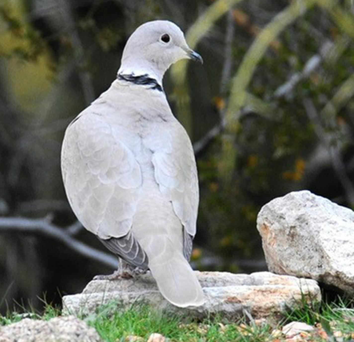 Photos by Jim Williams:
1. An Eurasian collared-dove.