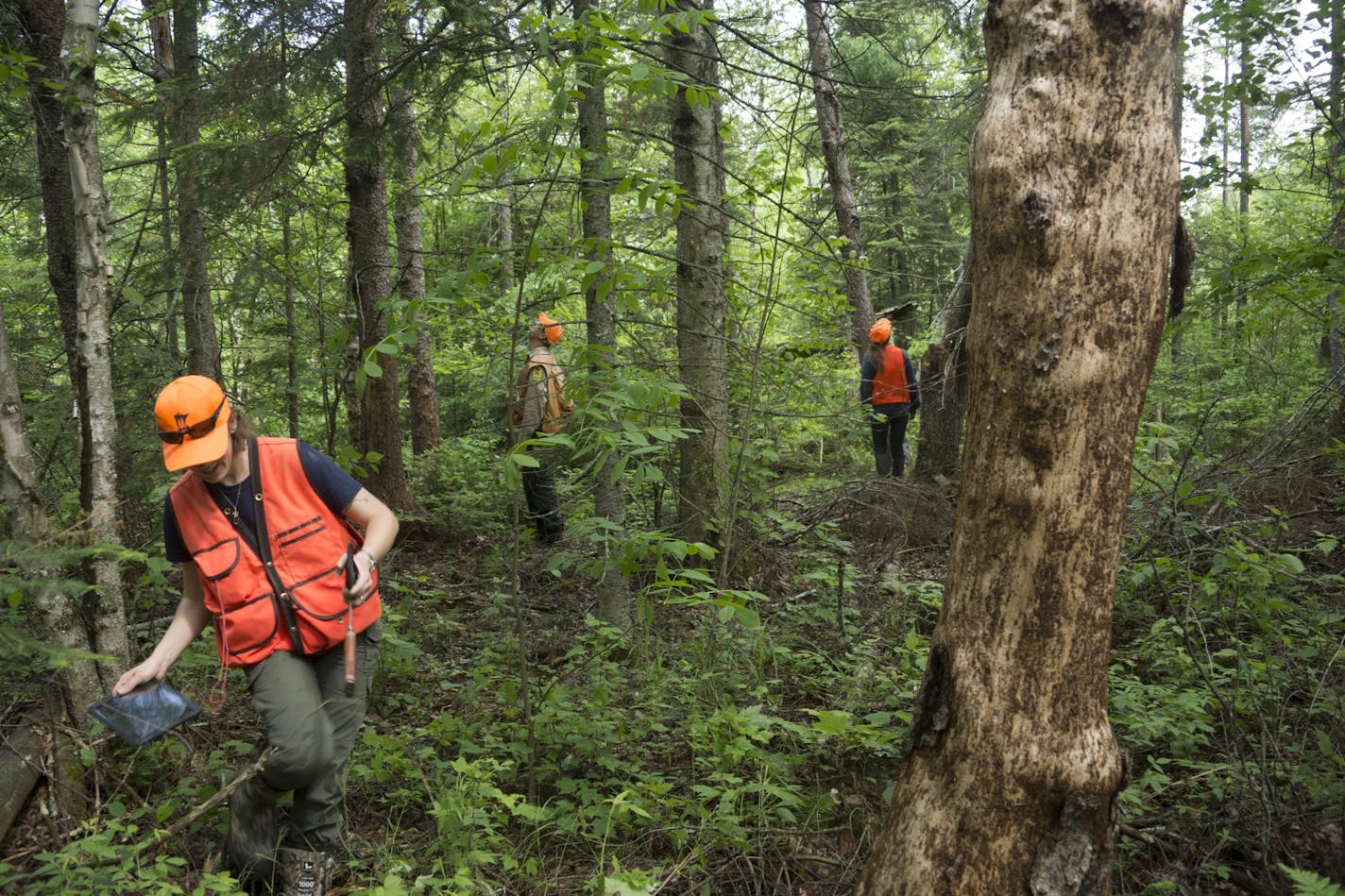 Three foresters from the Minnesota Department of Natural Resources looked for dead and dying tamarack trees in a stand damaged by larch beetles in 2017. The outbreak of eastern larch beetles began in 2001 has killed nearly half the tamarack trees in Minnesota.