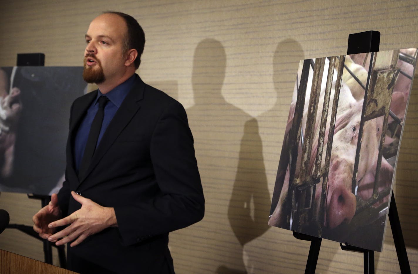 Matt Rice of the animal rights group Mercy for Animals, spoke with media members Tuesday, Oct. 29, 2013, at the Millennium Hotel in Minneapolis, about an undercover investigation at Pipestone System's pig farm in Pipestone that prompted law enforcement to raid the farm and initiate an investigation into animal crueltly. Among the findings in the investigation was that the farm, a producer for Wal-Mart, utilized gestation crates, where mother pigs were confined to filthy, metal crates so small th