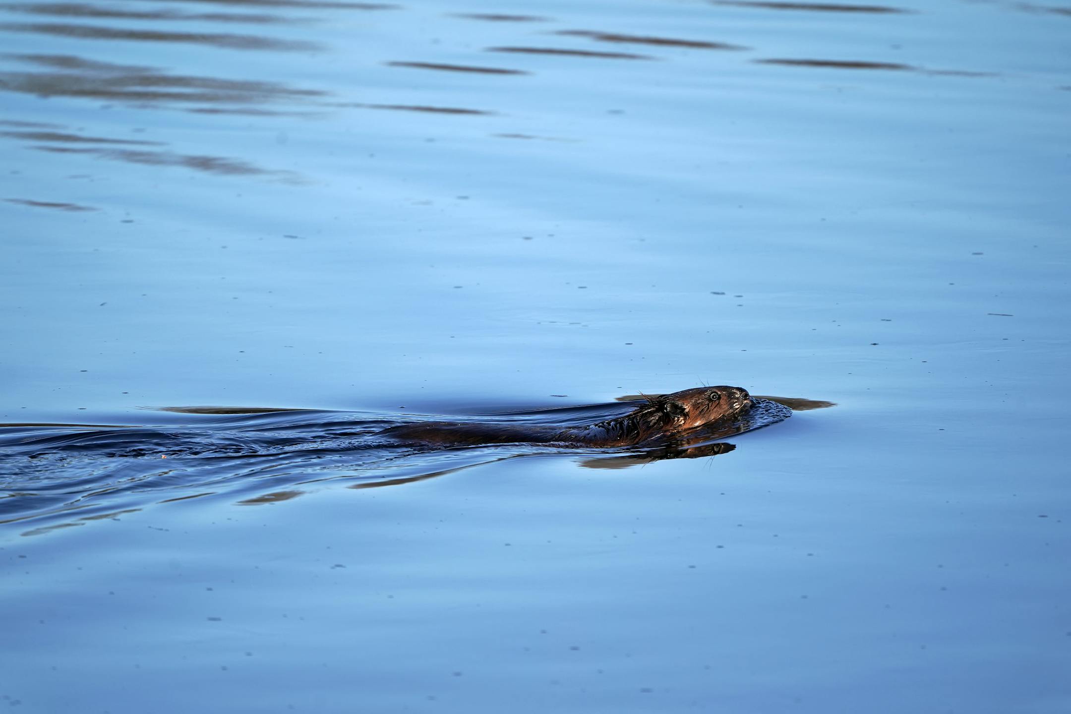 A beaver cruised down the St. Croix River at day break Tuesday near the confluence of the Sunrise and St. Croix rivers.