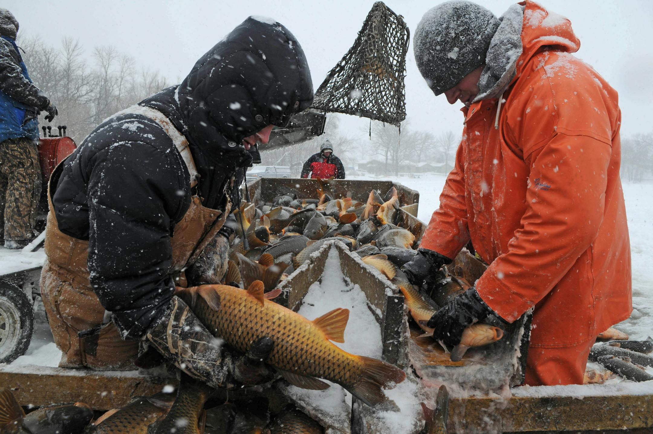 STARTRIBUNE Photo Richard Sennott: 1-12-09 --- Scientists are netting all the carp out of Lake Susan today. They will net the fish under the ice then pull them out and count them and take them away to sell or make compost out of them. The over all goal is to rid the lake of the carp.Having found a way to reduce sea lampreys in the Great Lakes, Peter Sorensen now is taking on the common carp. The University of Minnesota biologist has begun a scientific study in three lakes in Eden Prairie and Cha