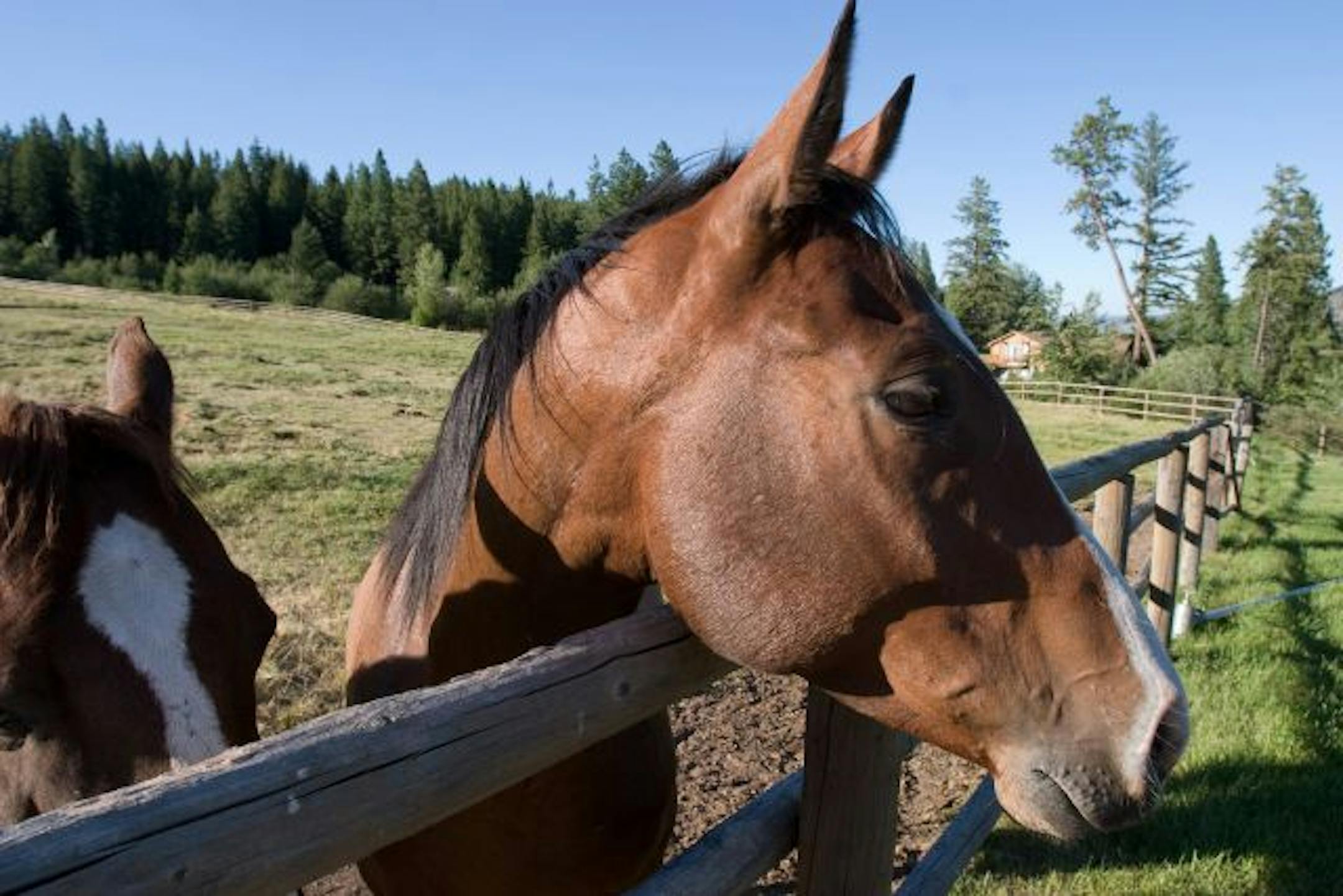 Part of the herd at Triple Creek Ranch.