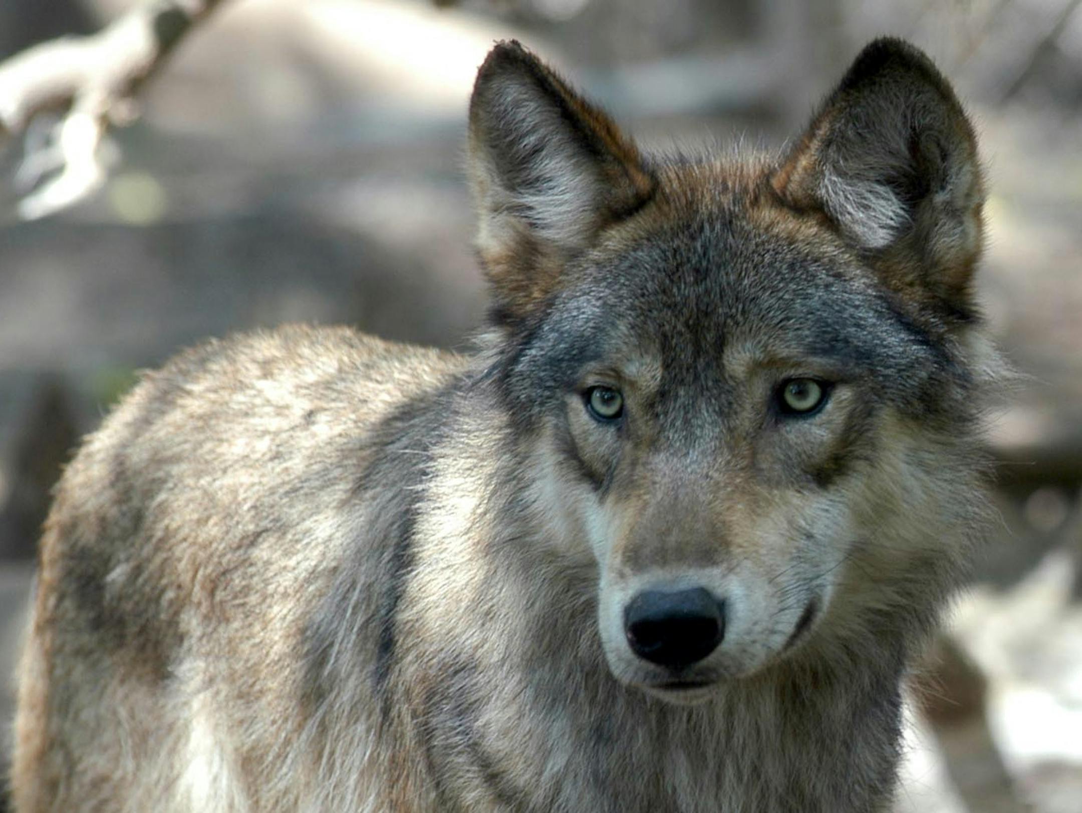 A total of 712 wolves were killed during last year’s season, including wolves shot in efforts to protect livestock or pets.