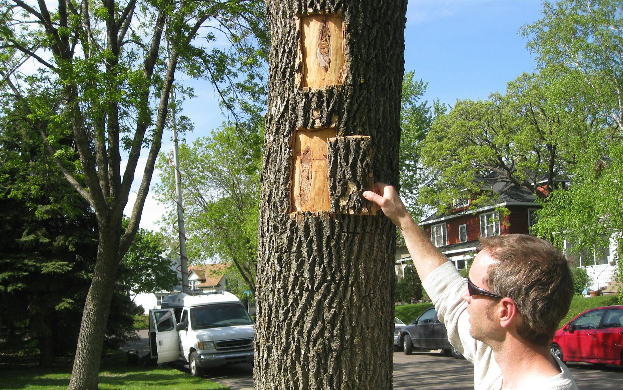 Minnesota Department of Agriculture entomologist Mark Abrahamson found evidence of a small infestation of an ash tree in Hampden Park in St. Paul.
