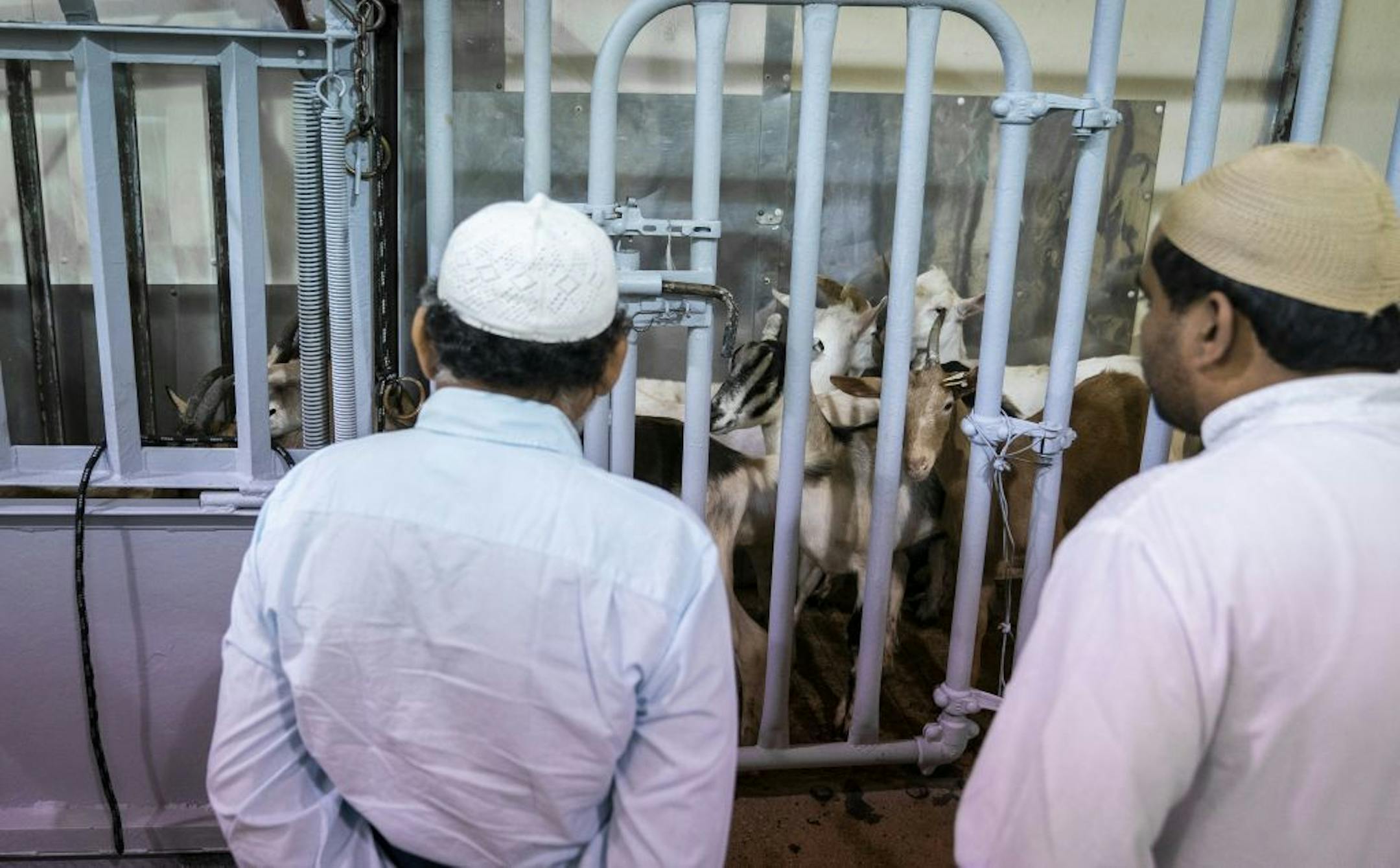 Jeelani Basha Shaik, left, who is visiting from India, and his son Shohab Shaik of Eagan chose their goats.