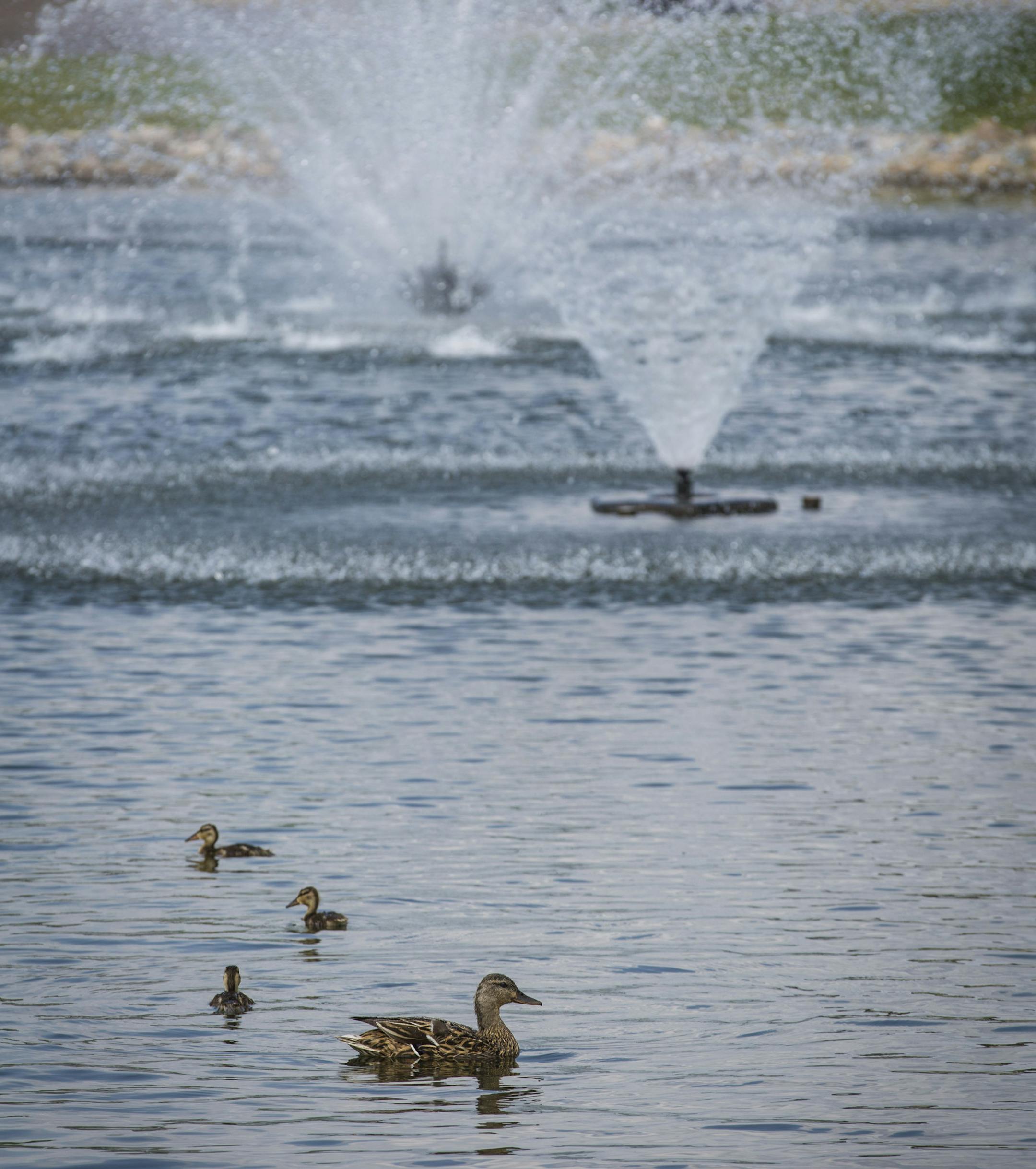 A mother duck and her ducklings wadded through the three fountains next to city hall that camouflage the water reuse tank St Anthony city hall on Monday, July 21, 2014, in St. Anthony Village, Minn. ] RENEE JONES SCHNEIDER • reneejones@startribune.com