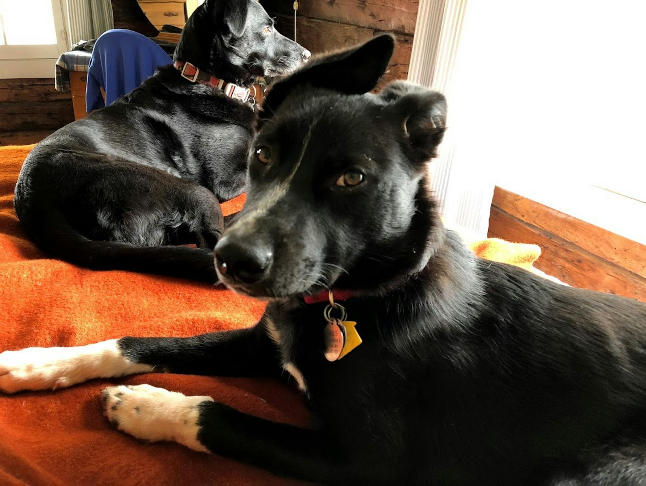 From the very beginning, Rosie and Angus, shown here in May, had distinctively different personalities and likes.