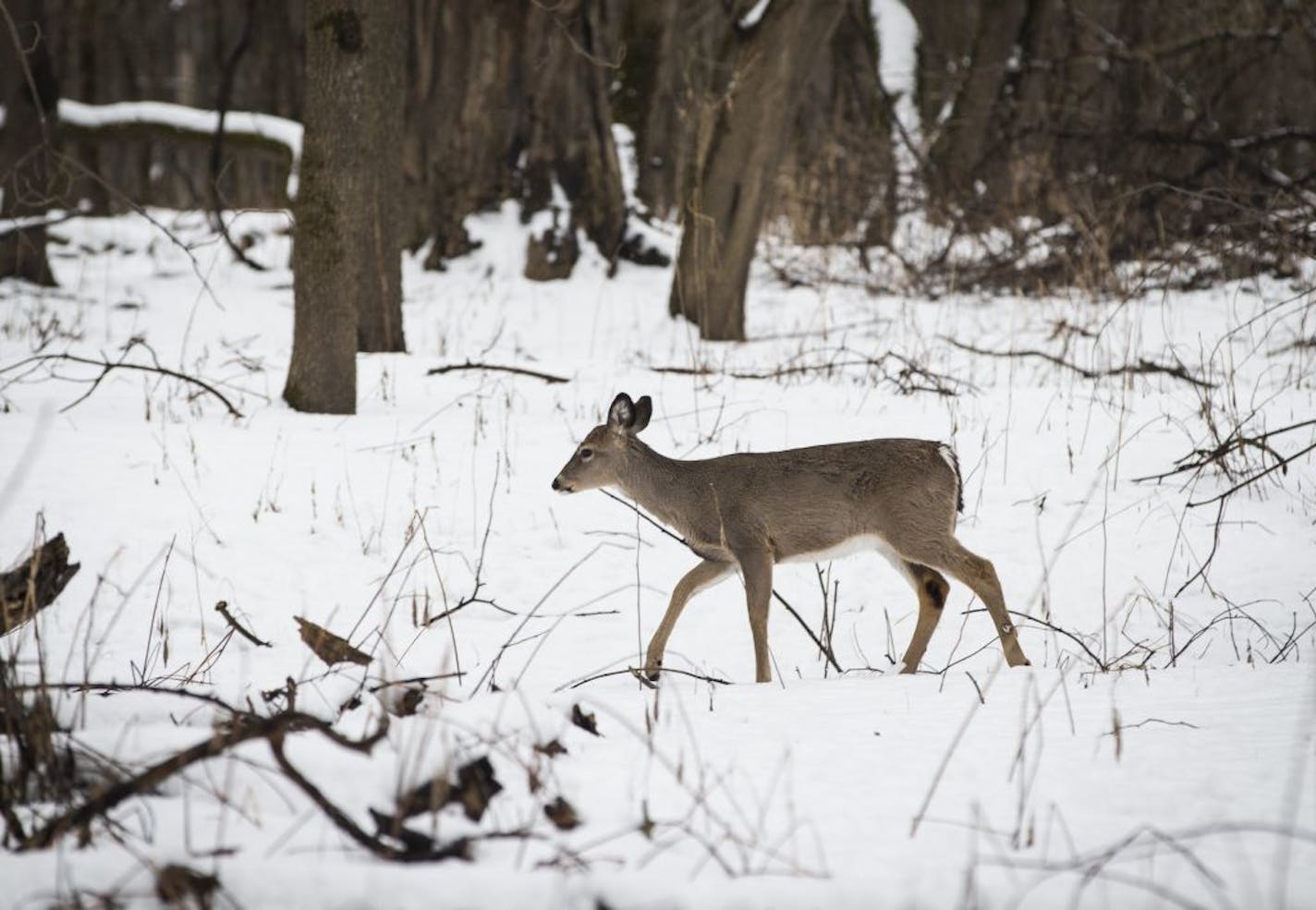 A deer on Pike Island at Fort Snelling State Park on Friday, January 8, 2015, in St. Paul , Minn.