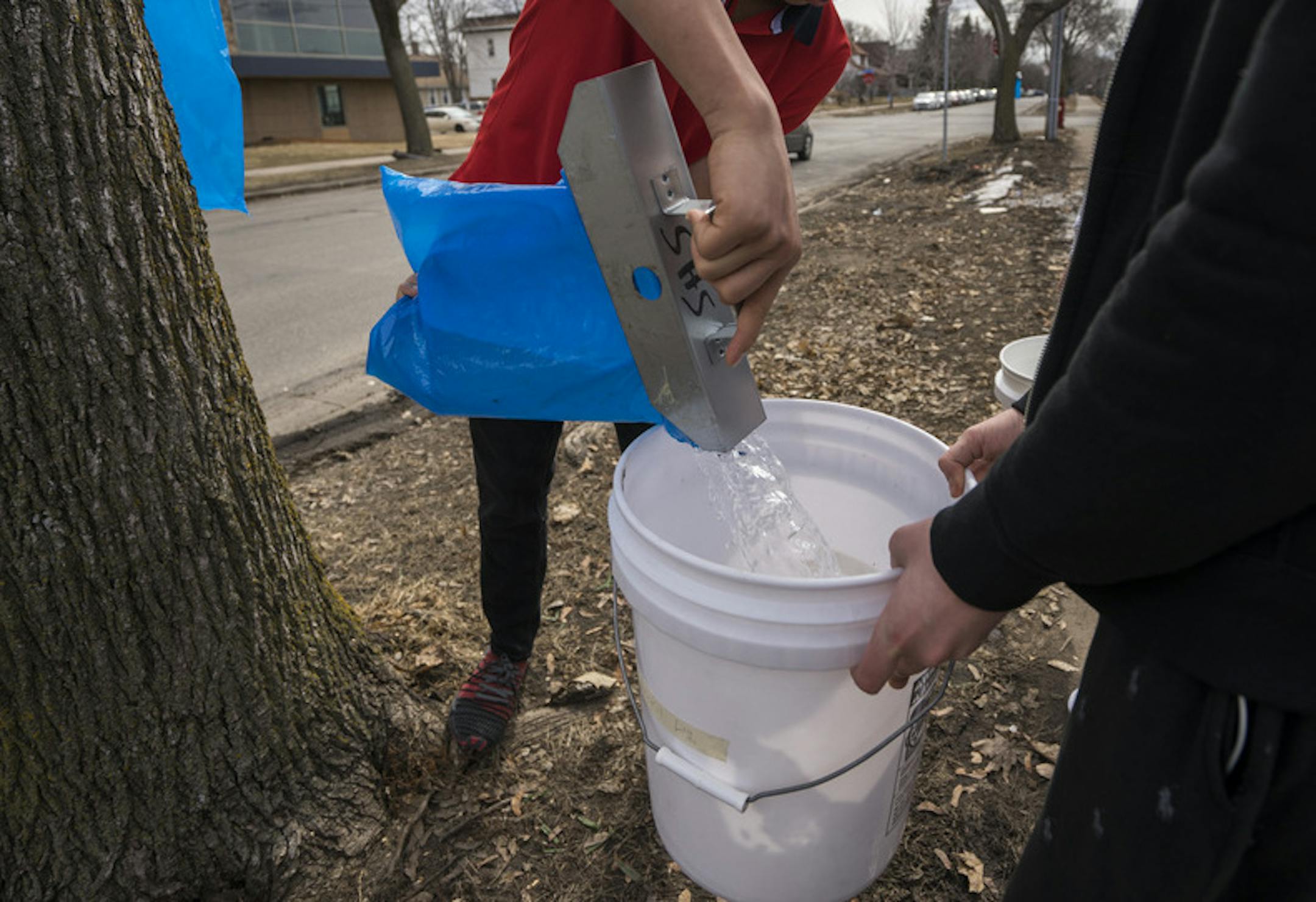 Ninth grader Lennox Lisley pours maple sap into a bucket at South High School in Minneapolis on Thursday, March 28, 2019.]
TONY SAUNDERS ° anthony.saunders@startribune.com With multiple trees tapped around the South High School campus, students from Vince Patton's U.S. history class learn how to tap maple trees, collect sap and turn it into syrup.