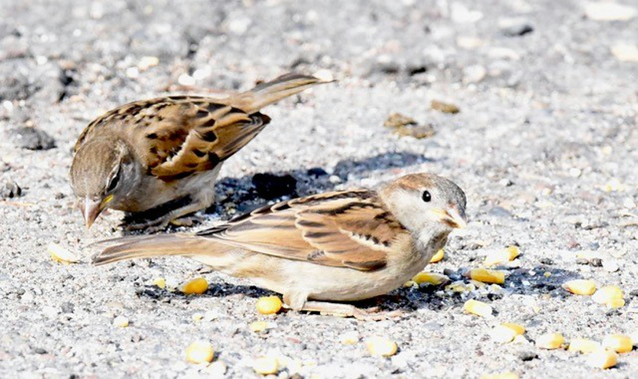 Female house sparrows. Jim Williams photo