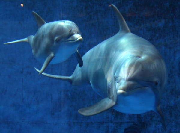 Minnesota Zoo's bottlenose dolphin, Allie and her three month old female calf swam in the main exhibit pool at Dolphin Lagoon for the first time Tuesd