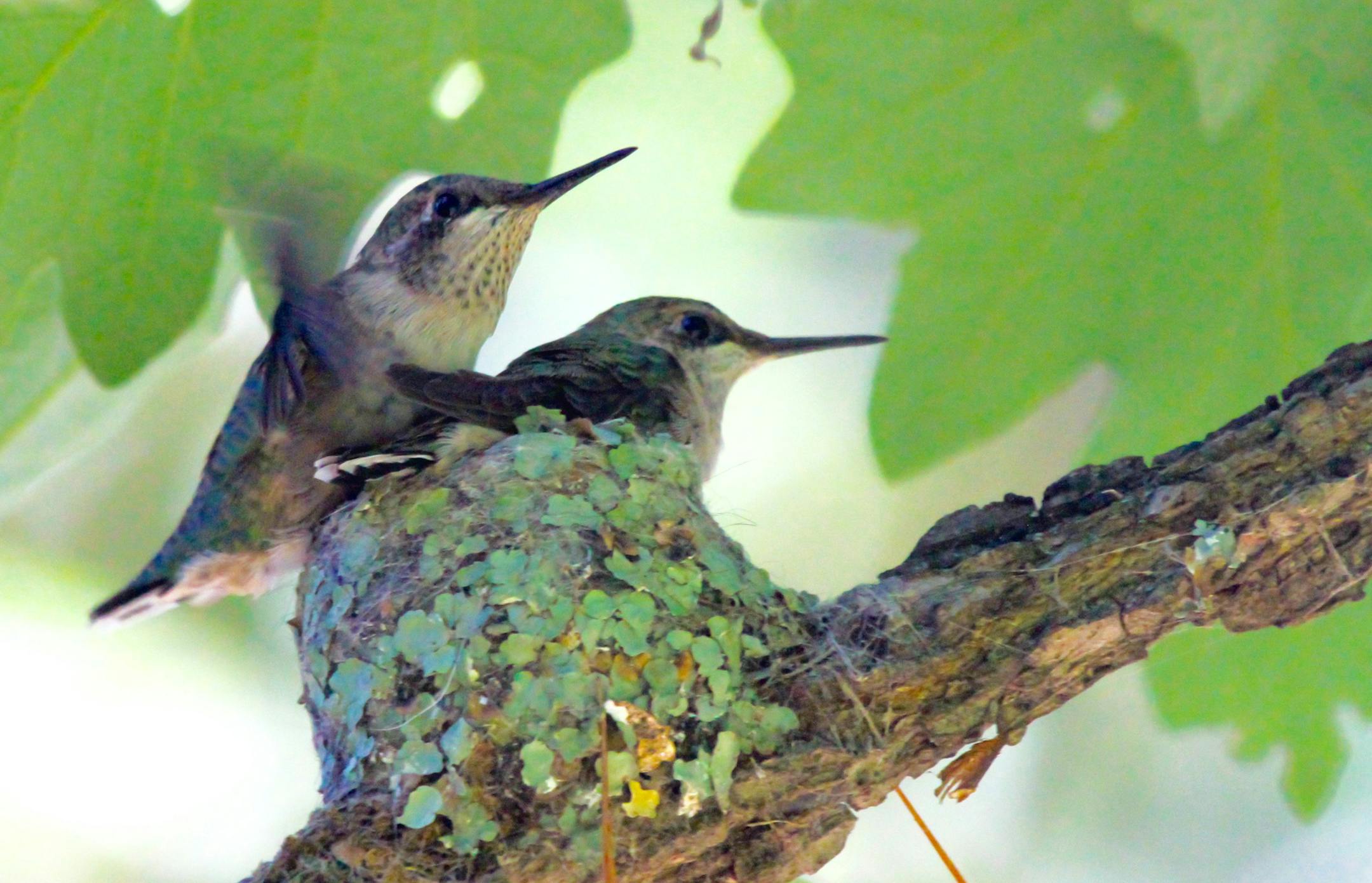 The twins, just hours from leaving their nest. credit: Don Severson, special to the Star Tribune