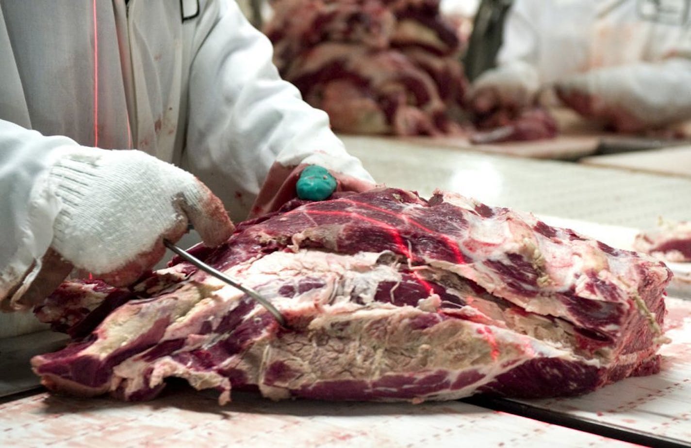 Beef carcasses at the Cargill beef plant in Fort Morgan, Colorado are disassembled into smaller pieces for shipment to restaurants, food service and retail outlets. Trim is removed, graded, tested and turned into ground beef. This plant employs around 2000 workers and processes 4500 cattle each day. ORG XMIT: MIN2013080119365089