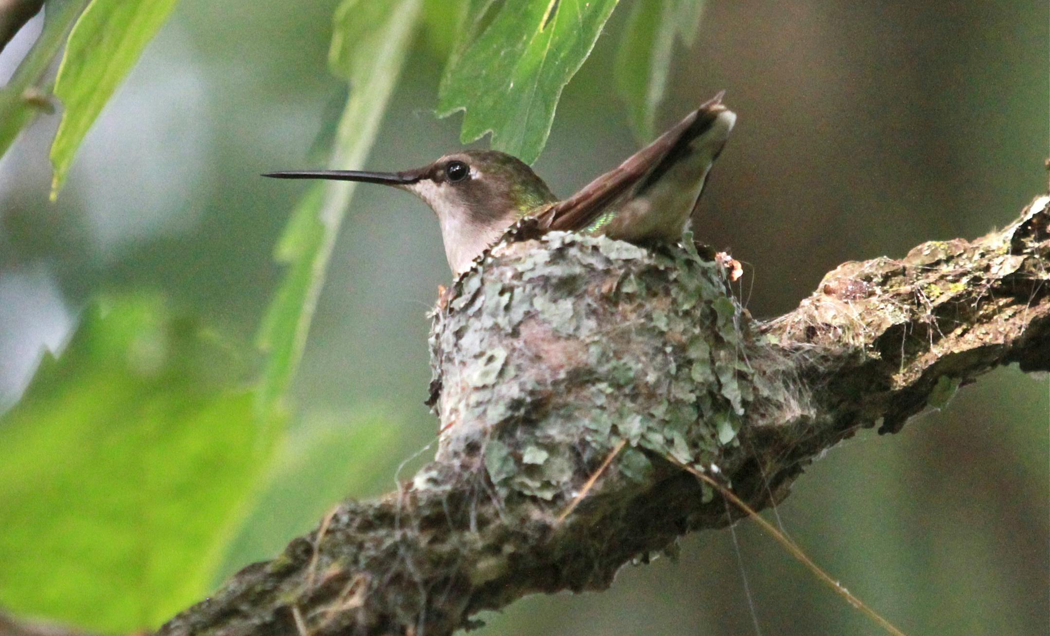 A female ruby-throated hummingbird sits on its tiny nest.