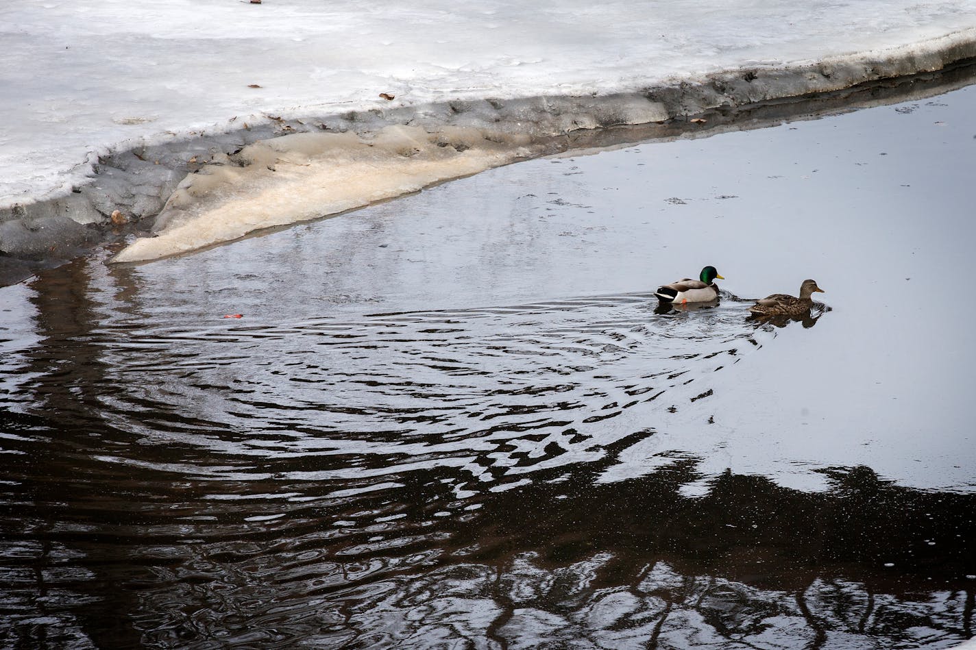 Bassett Creek