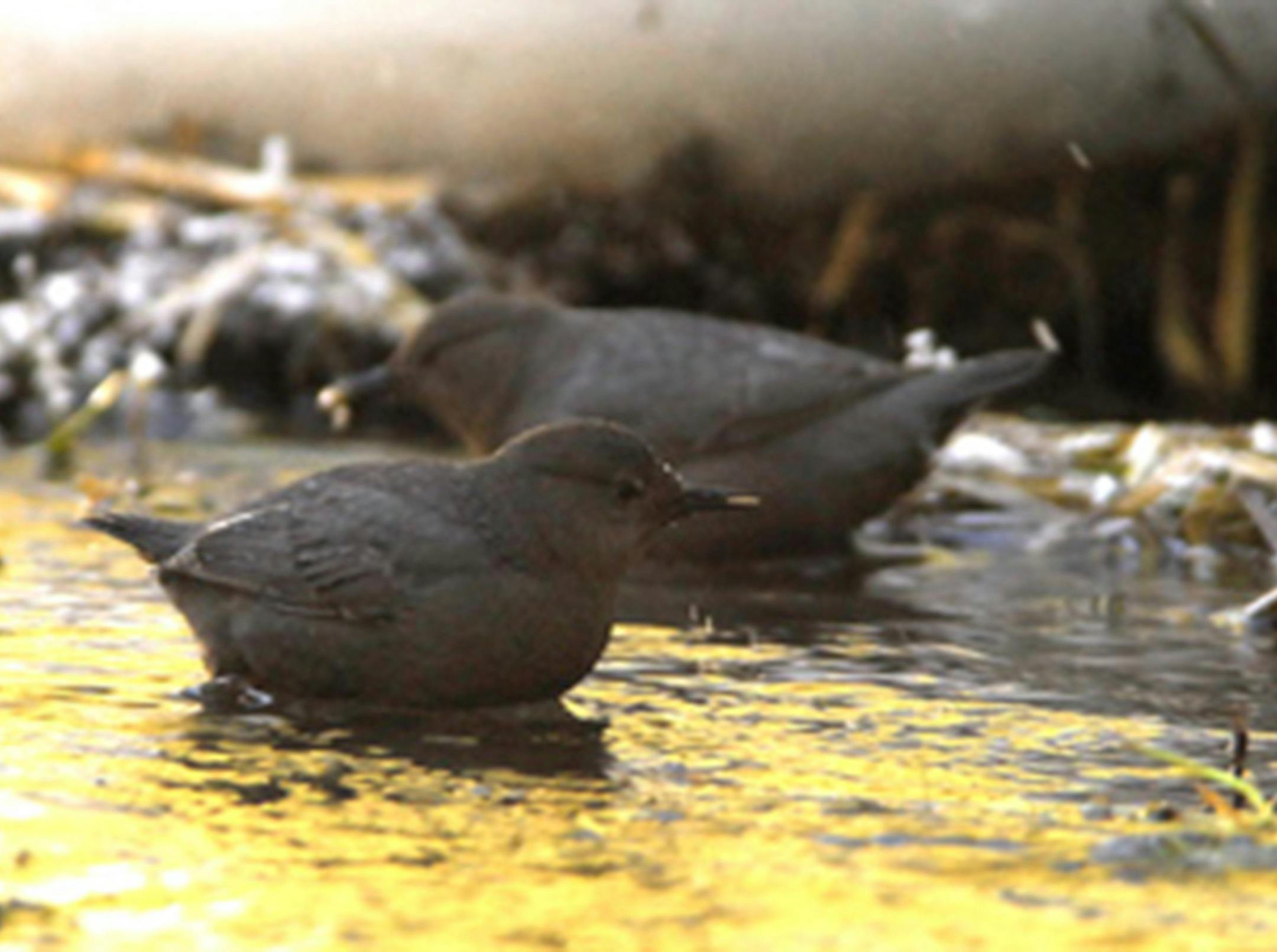 American dippers feed in streams.