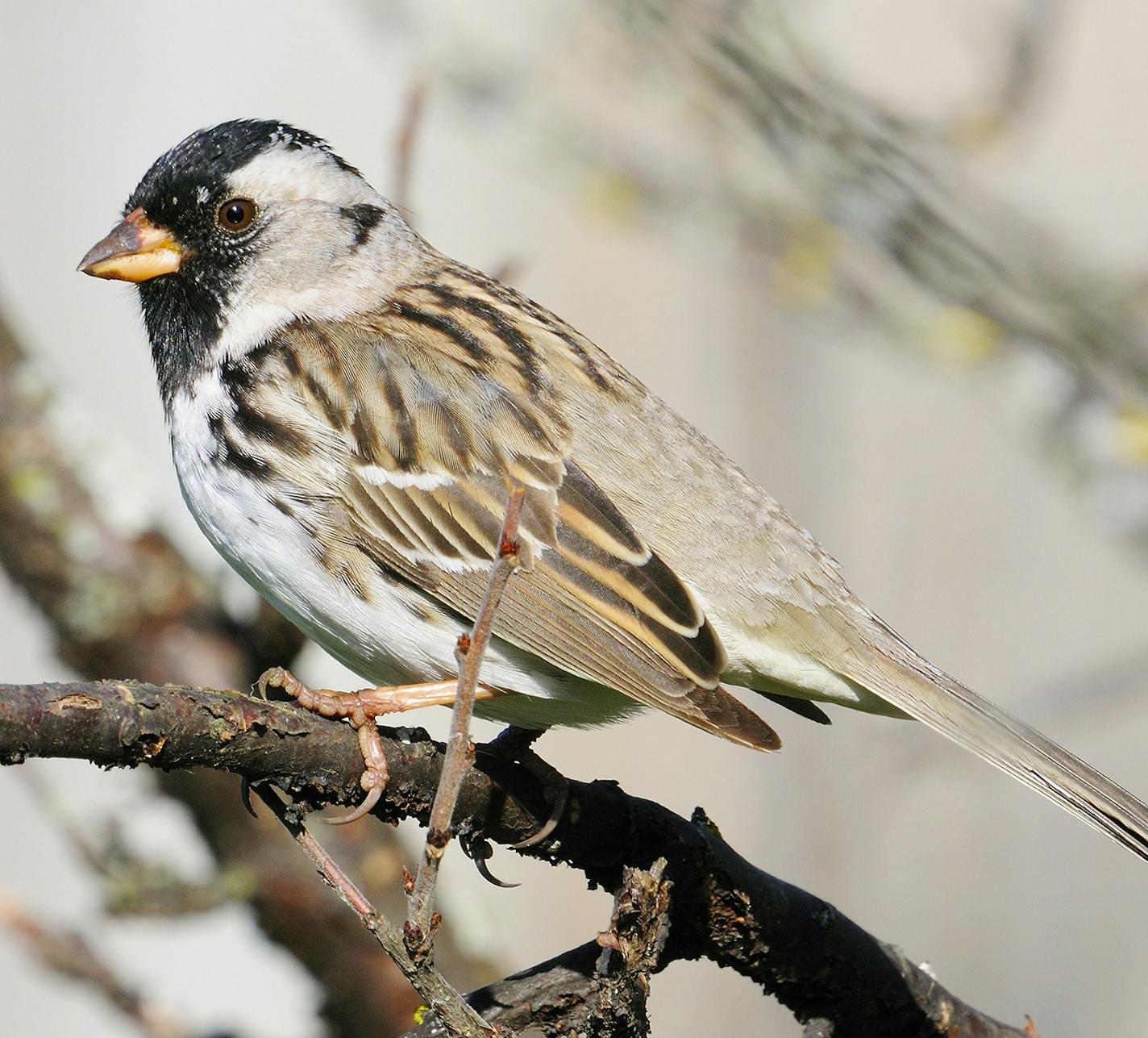 01097-00218 Harris' Sparrow is perched in low bush typical of species.