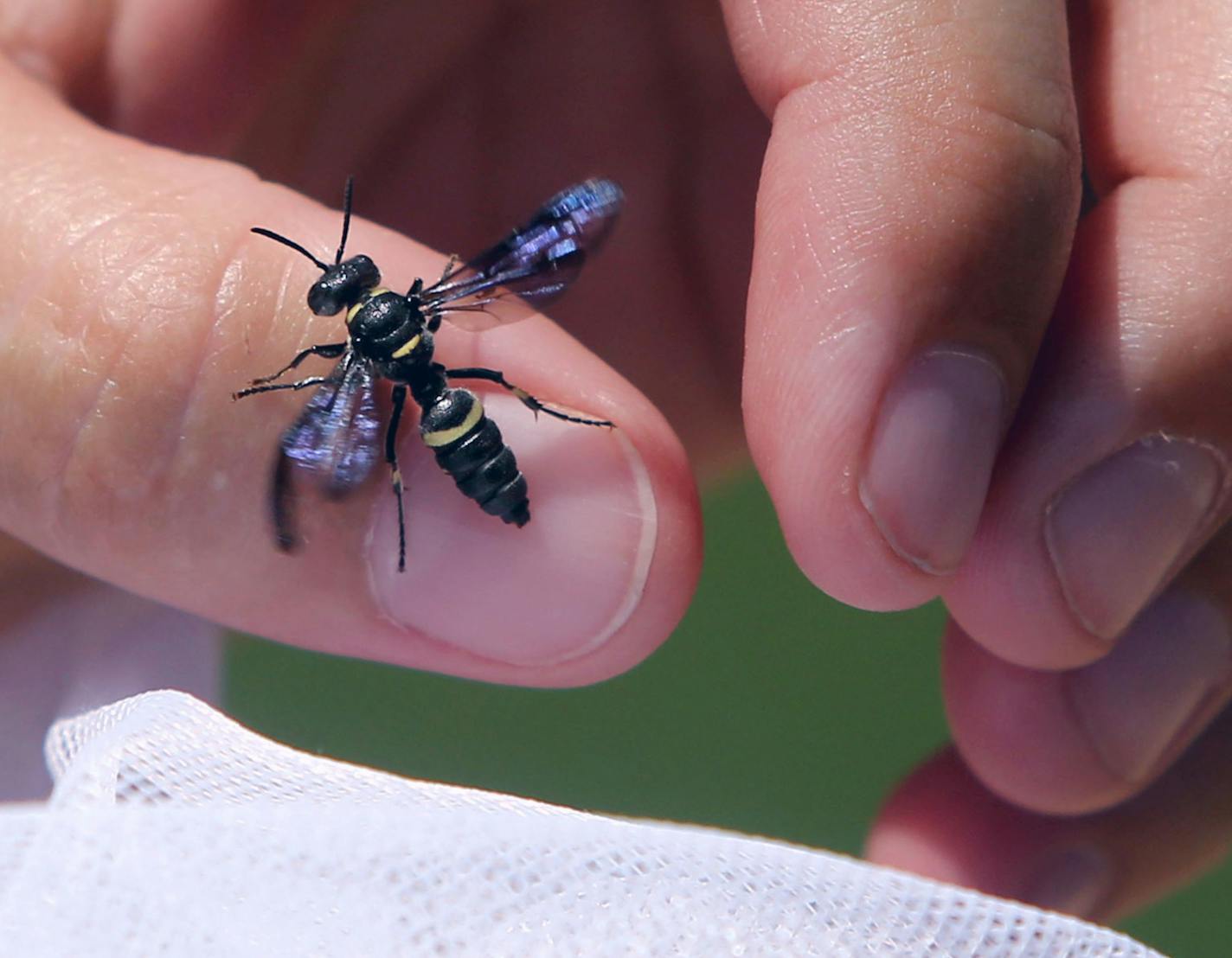 Wasp Watcher Program Coordinator is Jennifer Schultz with a captured wasp that had also captured a beetle in Kennedy Park Friday, July 17, 2015, in Coon Rapids, MN.](DAVID JOLES/STARTRIBUNE)djoles@startribune.com State scientists responsible for early detection of emerald ash borer infestations are rolling out a new $500,000 program that has citizen volunteers spying on a native wasp species. A ground-burrowing, stingless wasp the size of a yellowjacket and commonly found at under-utilized baseb