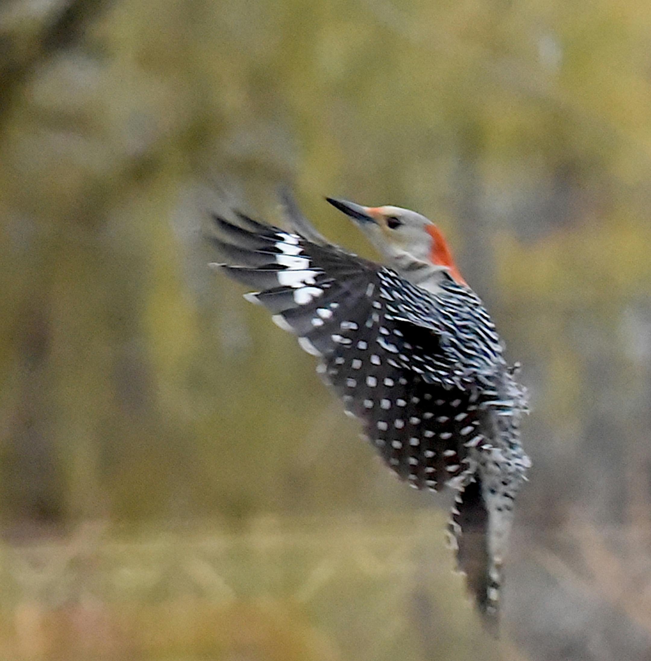 Red-bellied woodpecker comes in for a landing. Jim Williams photo