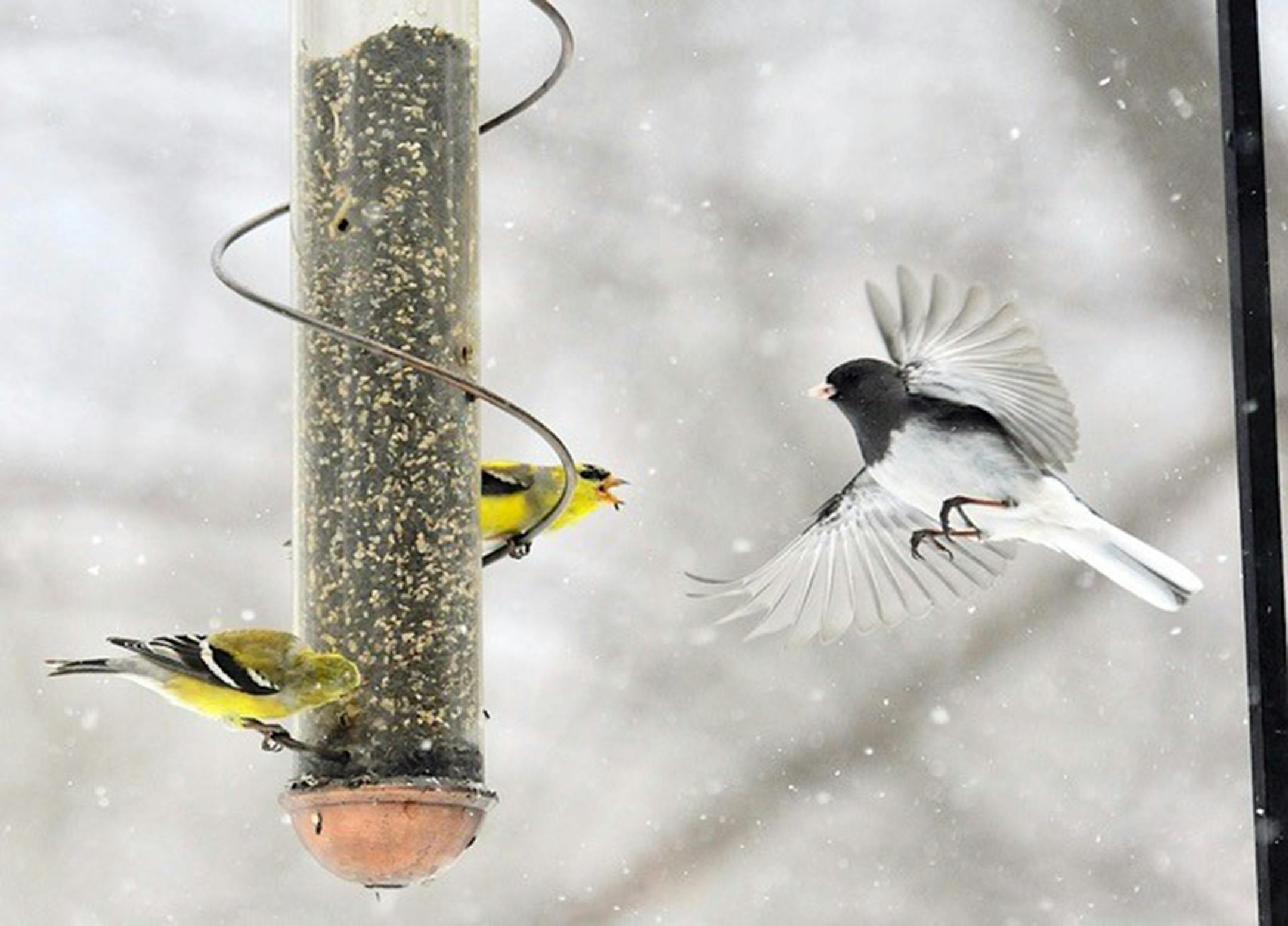 A junco arrives at an already occupied feeder.