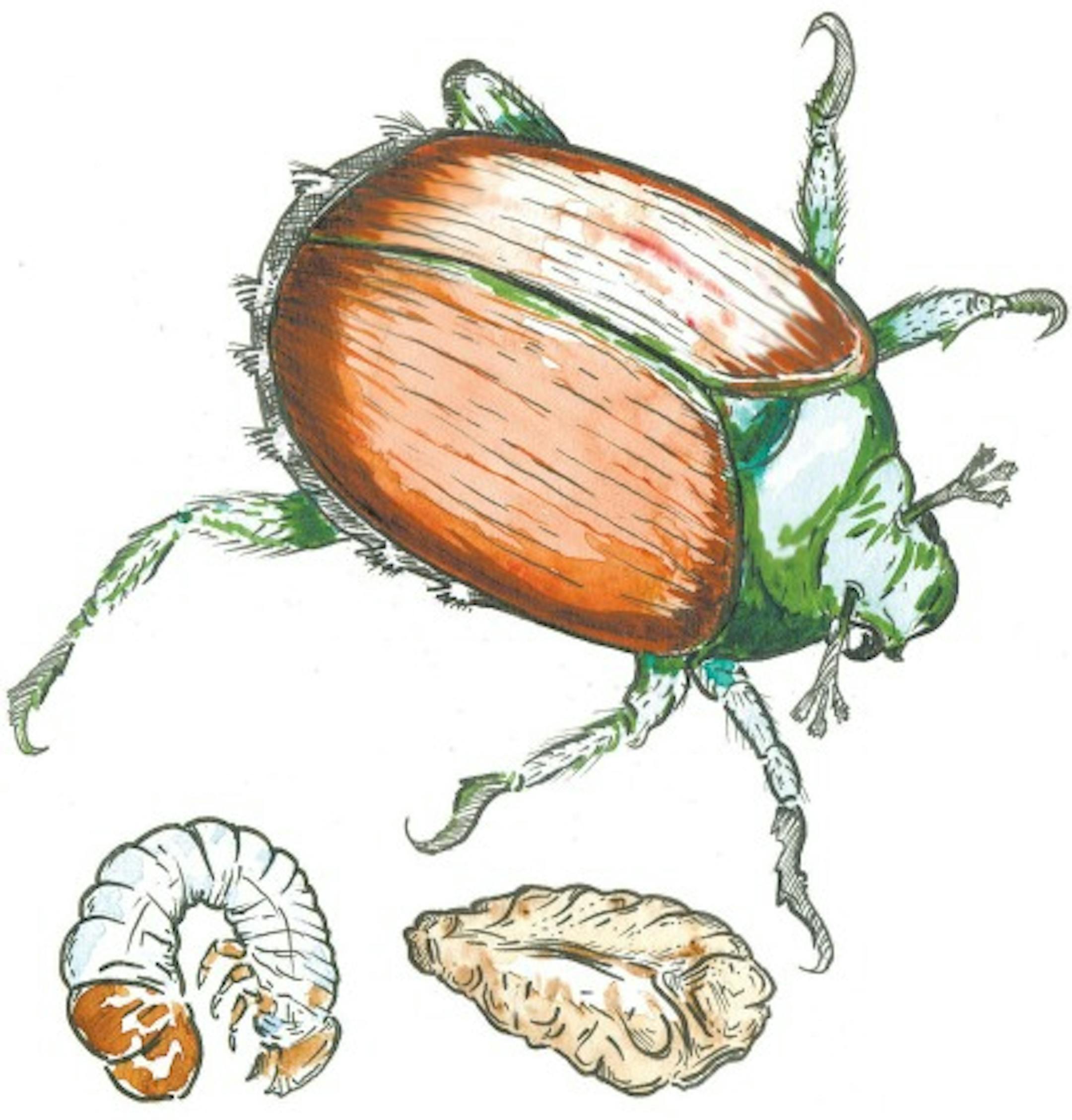 300 dpi 3 col x 6 in / 146x152 mm / 497x518 pixels Keita Sullivan color illustration of a mature Japanese beetle, grub and pupa. The Philadelphia Inquirer 2005  <p> KEYWORDS: japanese beetle grub pupa insect animal metamorphosis pests worm krtgarden garden gardening krtfeatures features krtnational national krtnature nature krtworld world krt aspecto aspectos insecto japones pison escarabajo illustration ilustracion grabado ph contributor coddington sullivan 2005 krt2005