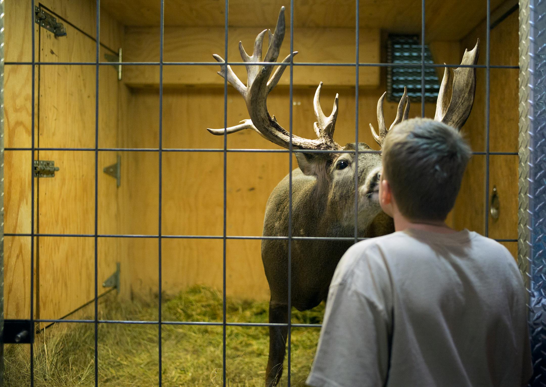 At the 45th annual Minnesota Sportsmen Show held at the St. Paul River Centre in 2015, Brody Porter,13, of Steve Porter's Trophy Whitetail gave Double XL, a trophy size buck, a piece of apple from his lips.