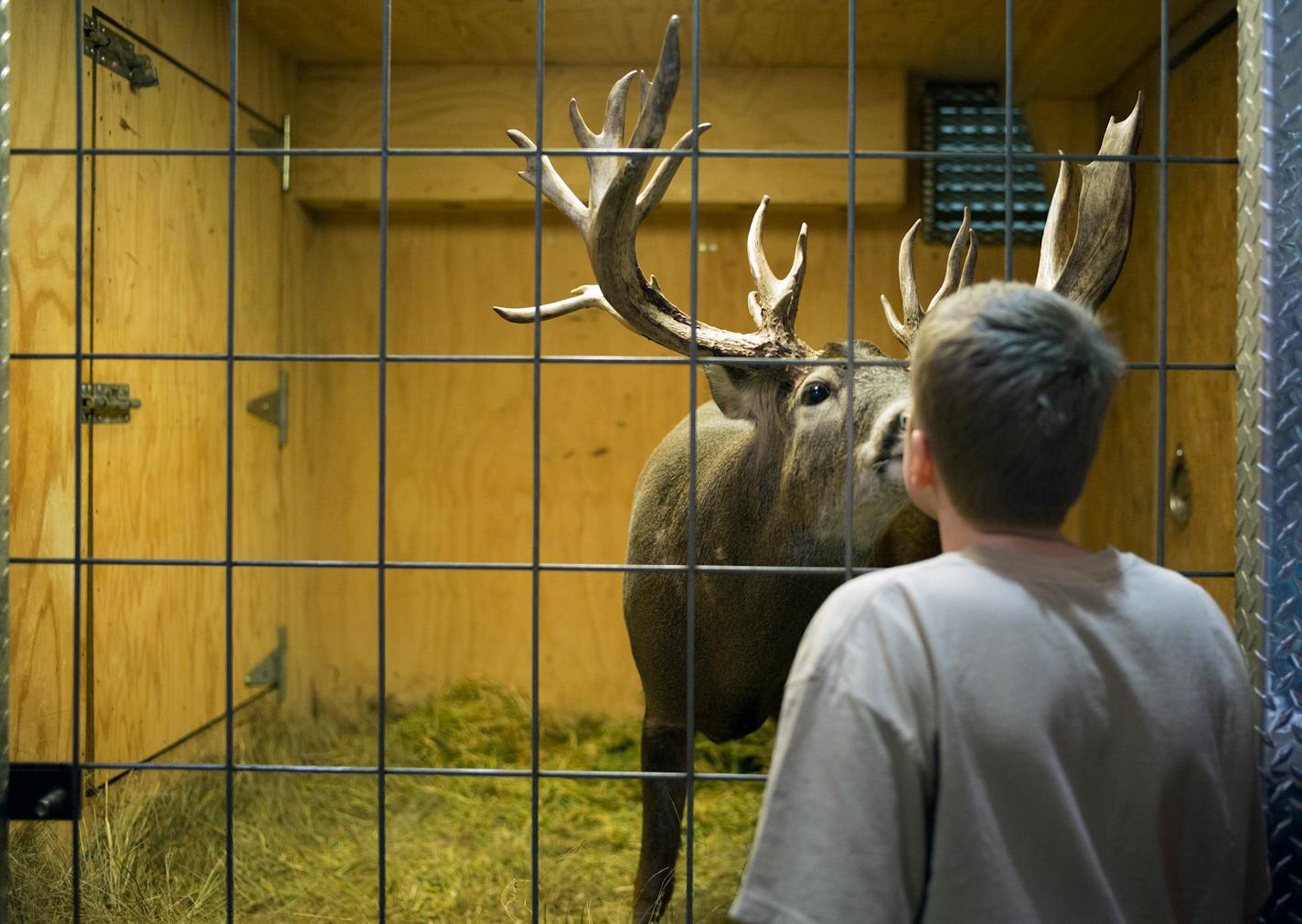 At the 45th annual Minnesota Sportsmen Show held at the St. Paul River Centre in 2015, Brody Porter,13, of Steve Porter's Trophy Whitetail gave Double XL, a trophy size buck, a piece of apple from his lips.