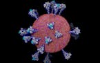 An image provided by Lorenzo Casalino, Amaro Lab, U.C. San Diego shows an atom-by-atom model of the coronavirus. Scientists around the world have capt