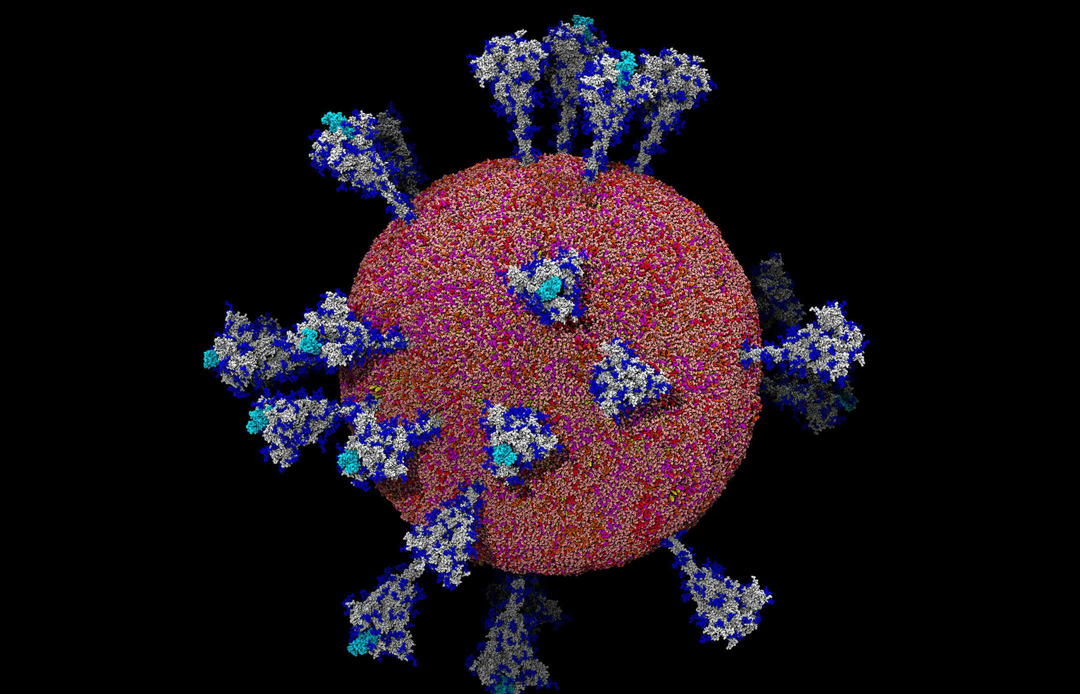 An image provided by Lorenzo Casalino, Amaro Lab, U.C. San Diego shows an atom-by-atom model of the coronavirus. Scientists around the world have captured detailed images of the coronavirus. (Lorenzo Casalino, Amaro Lab, U.C. San Diego via The New York Times) -- MANDATORY CREDIT -- -- NO SALES; FOR EDITORIAL USE ONLY WITH NYT STORY SCI VIRUS UNVEILED BY CARL ZIMMER FOR OCT. 8, 2020. ALL OTHER USE PROHIBITED. --