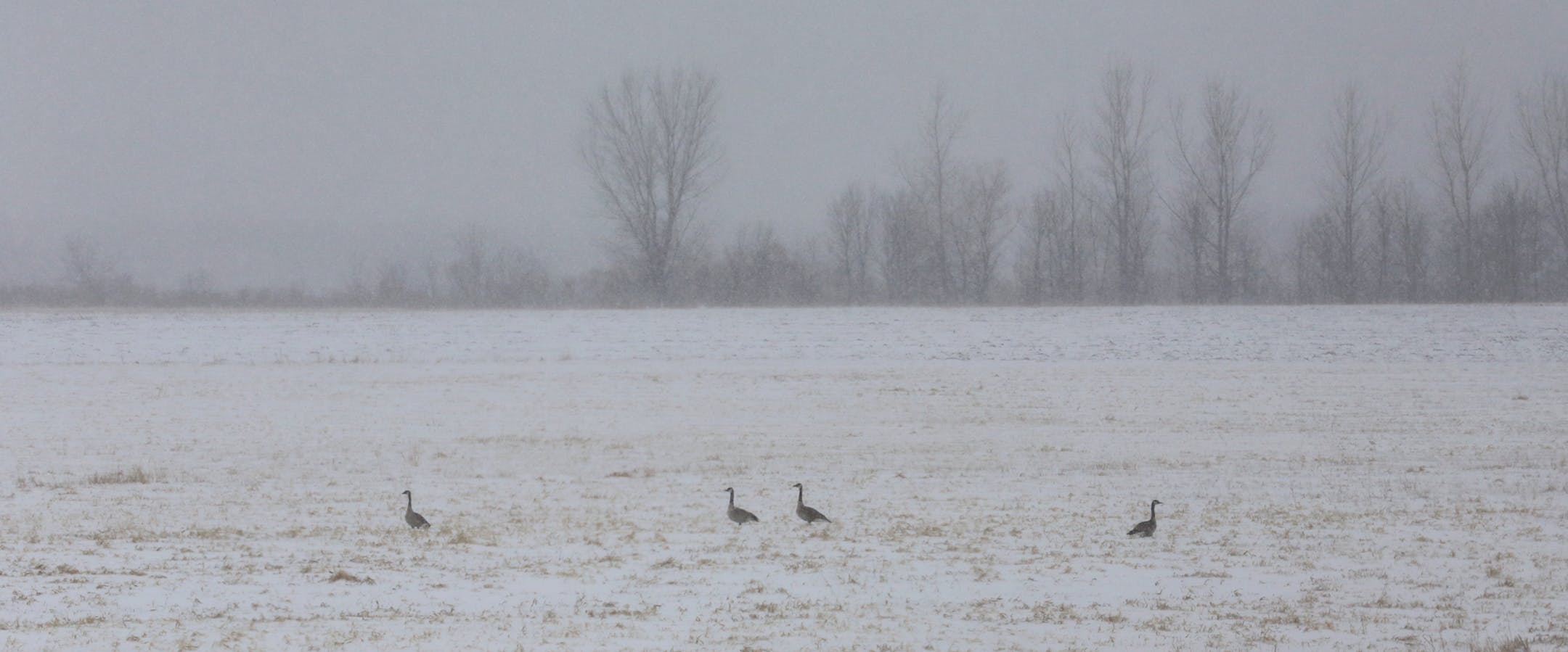 Sentries against the cold: Looking for spriing, four Canada geese brave the cold and wind Wednesday near Lac qui Parle in western Minnesota, not far from the South Dakota border.