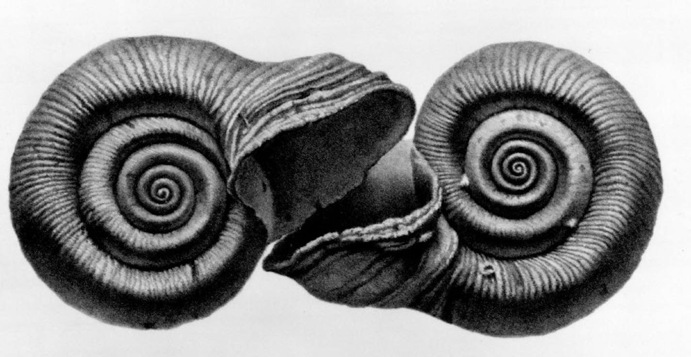 Artist Gendron Jensen captured the tight whorls of Bel Clare snails in this extraordinarily detailed lithograph.