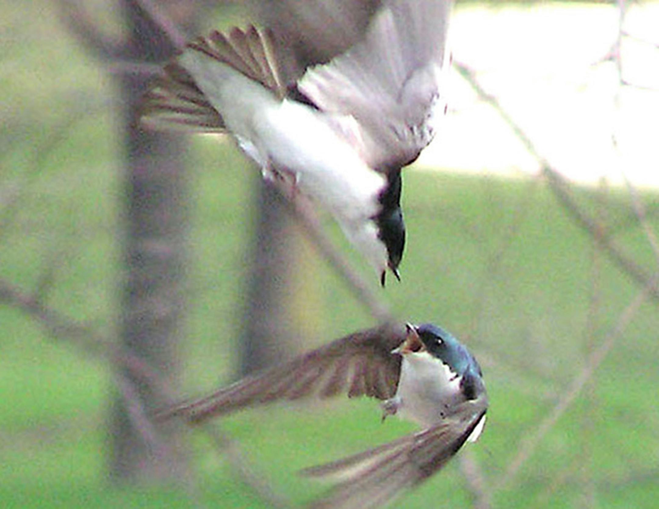 These tree swallows fight for dominance in flight, fitting for a species known for its aerobatic twists and turns when chasing flying insects. Jim Williams photo