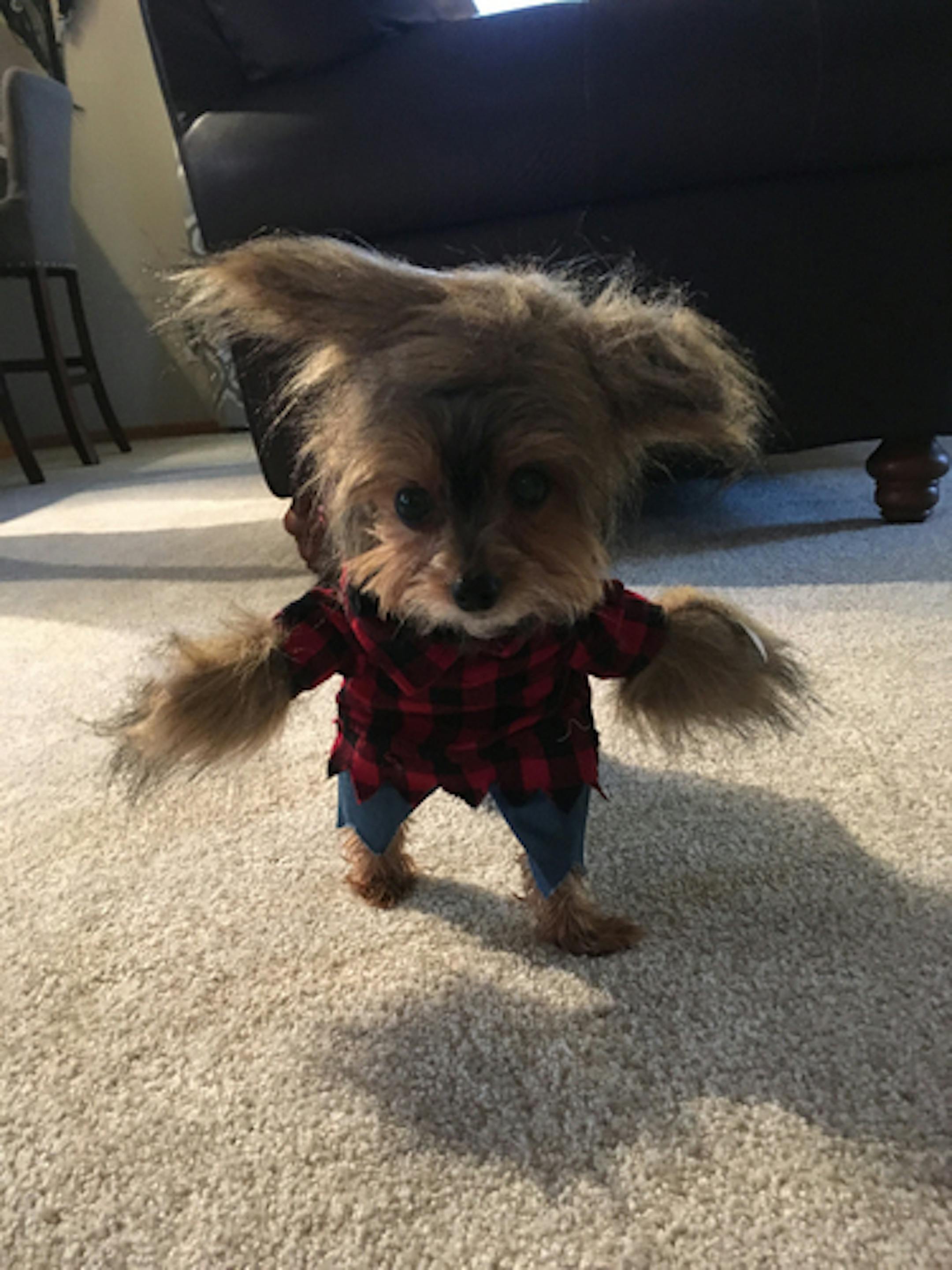 2018 Halloween pet costume contest