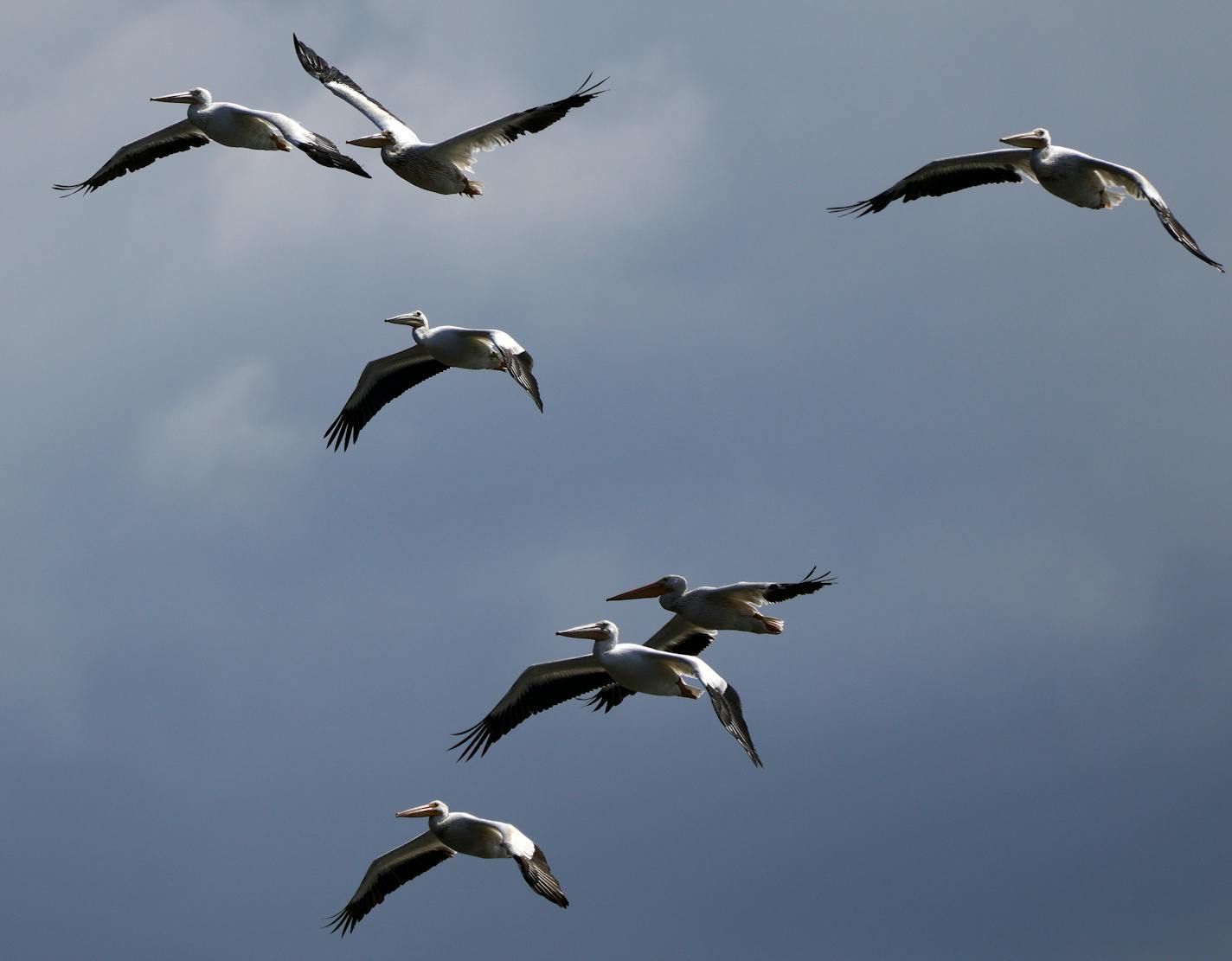 Pelicans prepare for landing on Pigs Eye Lake. It's one of the largest public green spaces in St. Paul you've probably never heard of or visited. Pigs Eye Lake, a backwater of the Mississippi, and the 500+ acre adjacent park will now get a multimillion-dollar rehab thanks to city, county and federal dollars. The first work to be done: $12 million to build a series of islands to improve water habitat. ]
brian.peterson@startribune.com
St. Paul, MN
Friday, August 16, 2019