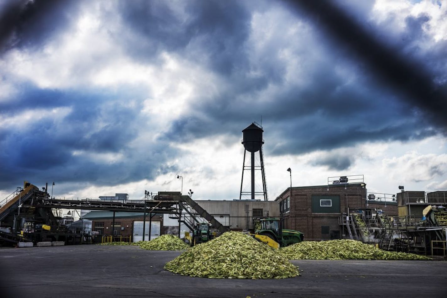 At Del Monte, sweet corn is loaded unto conveyor belts into the factory where it will be cleaned, cooked, canned, and shipped out to consumers across the world.