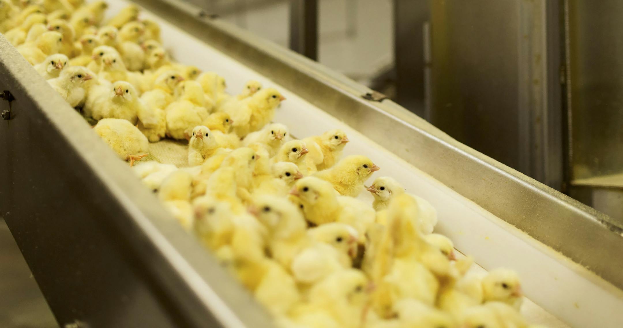 FILE -- Chicks recently separated from the eggs they hatched from at a Perdue chicken farm in Candor, N.C., July 24, 2015. With 65 billion chickens consumed each year, the signature fossil of the modern epoch may be the leftover bones. (Jeremy M. Lange/The New York Times)