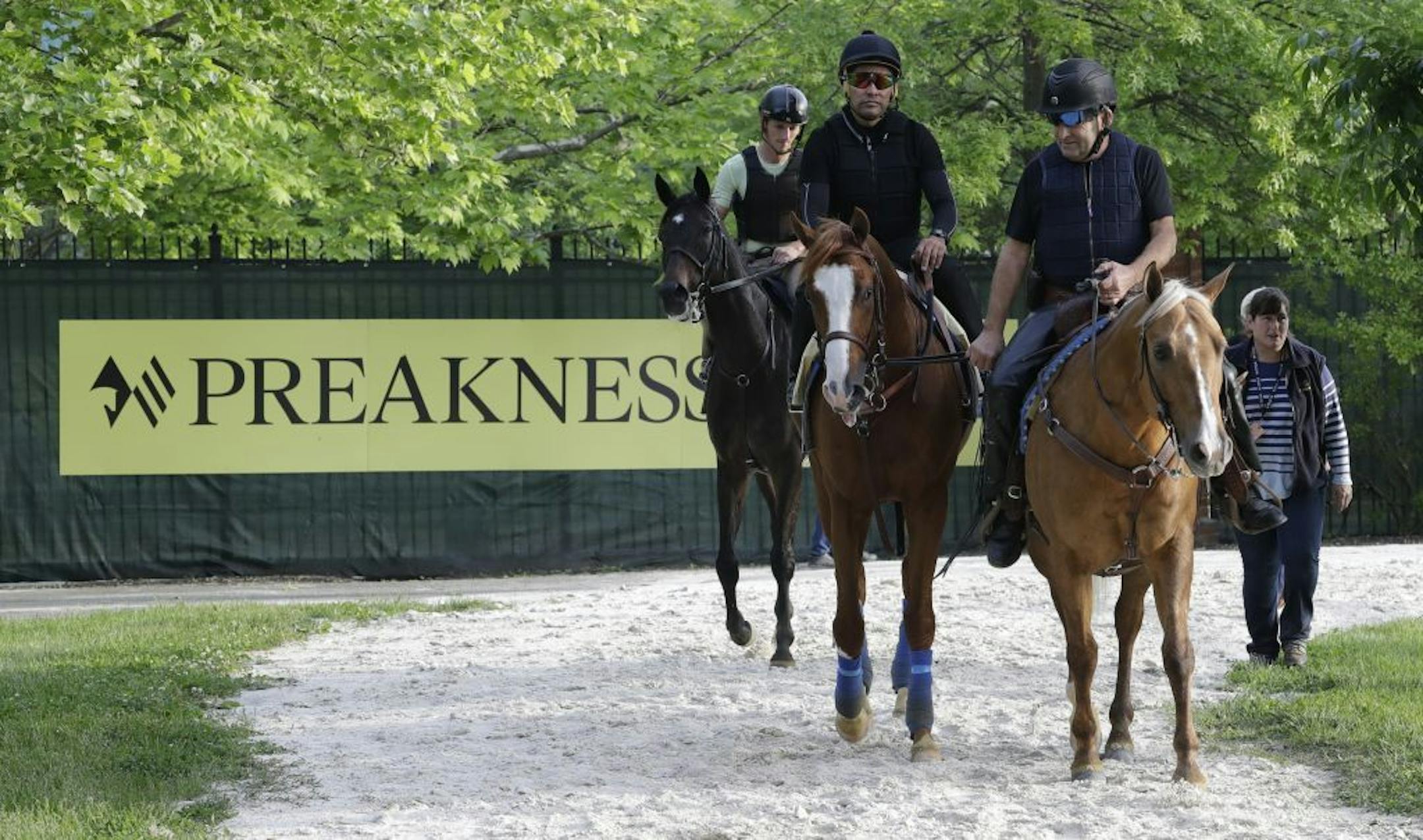 Improbable is led back the barn during training for Saturday's Preakness
