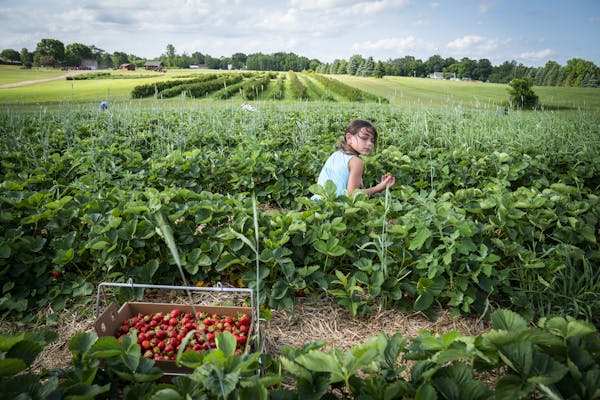 Fresh air! Sunshine! Strawberries! 23 U-pick berry farms near the Twin Cities